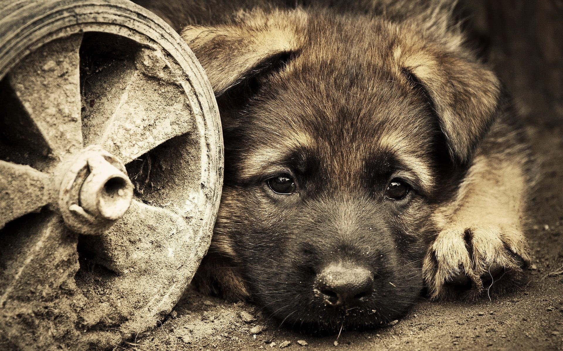 1080P, canine, no people, vertebrate, snout, portrait, animal wildlife, brown, mammal, day, coated, animals, looking at camera, domestic animals, close-up, HD Wallpaper