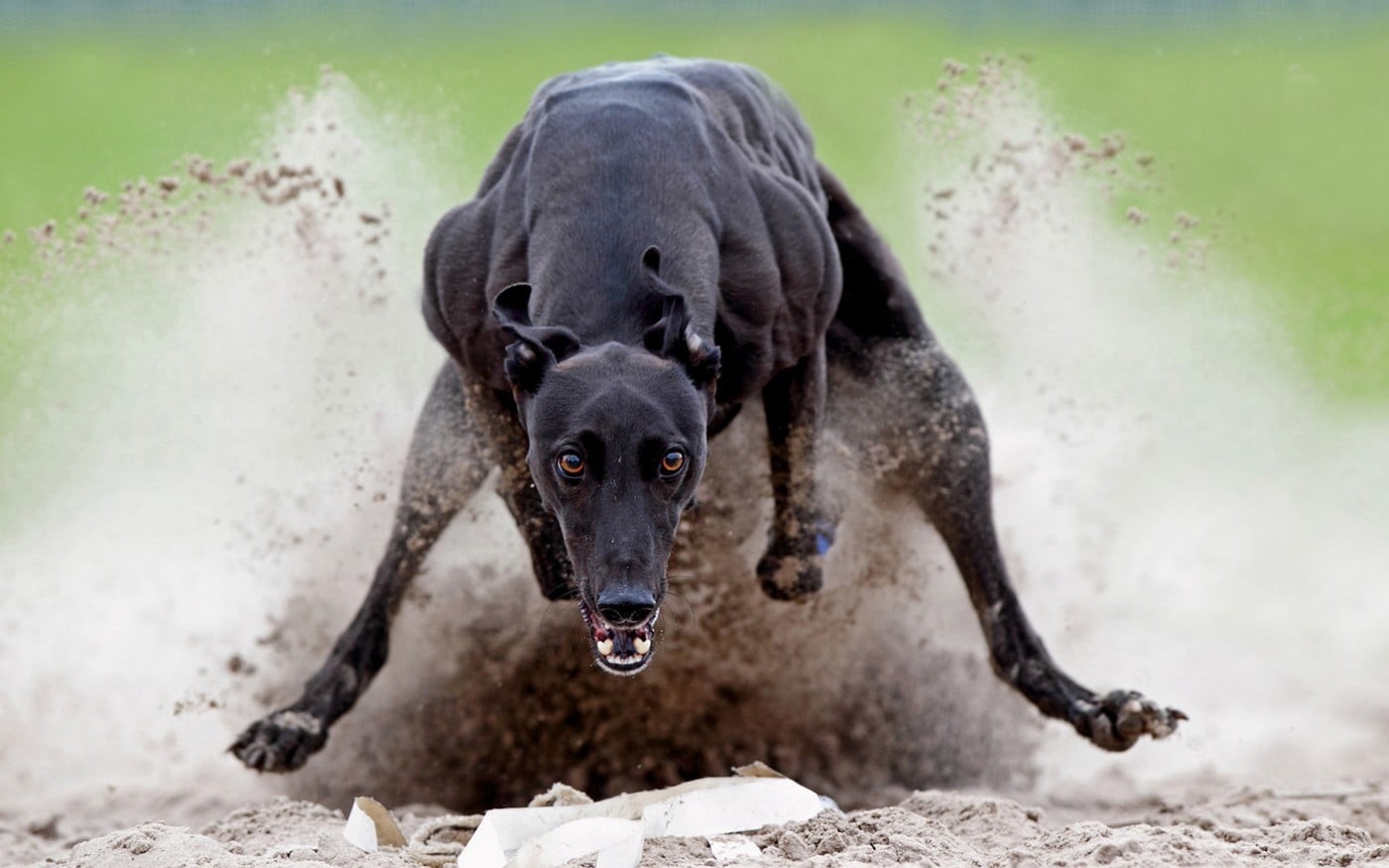 domestic, running, animals, labrador retriever, 720P, short, greyhound, animal, motion, retriever, day, domestic animals, vertebrate, coated, one animal, HD Wallpaper