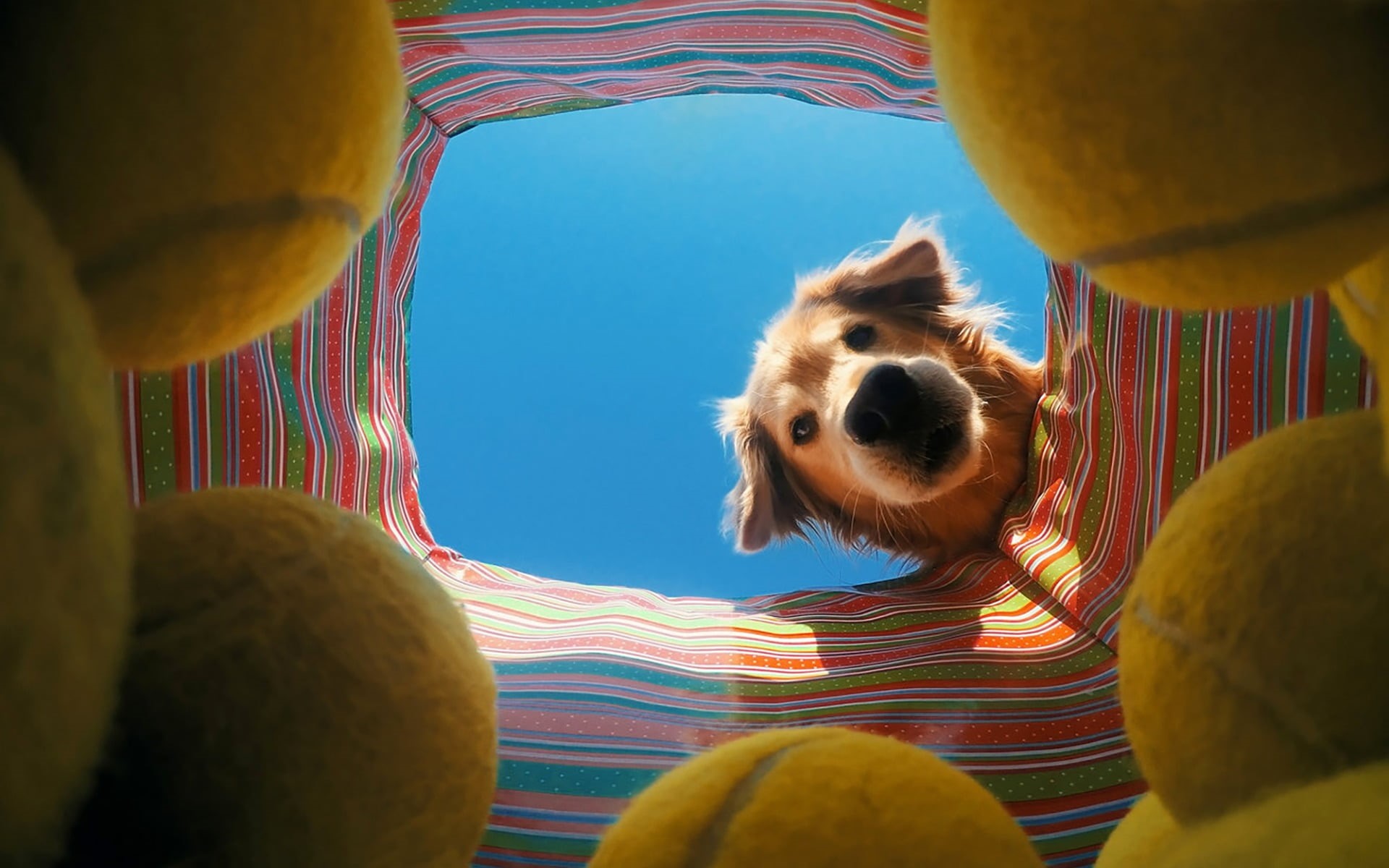 short, canine, coated, puppy, white, indoors, portrait, 1080P, mammal, tennis balls, pets, domestic, multi colored, focus on background, no people, looking, HD Wallpaper