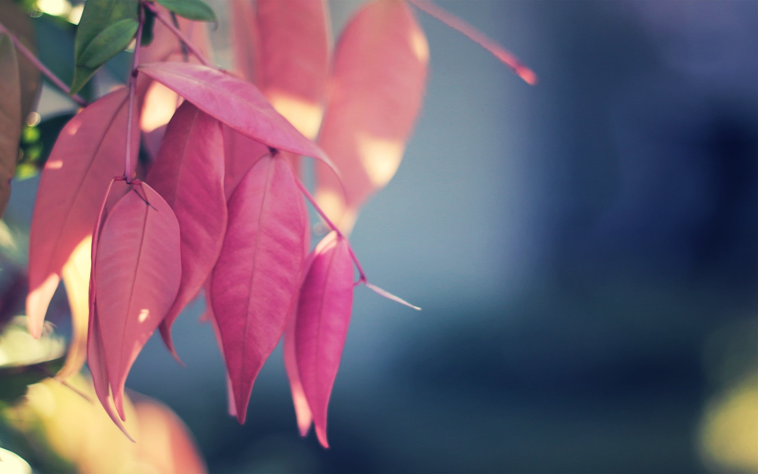 season, leaf, 2K, red, day, macro, colors, freshness, green Color, decoration, nature, focus on foreground, no People, yellow, lush Foliage, branch, fragility, HD Wallpaper
