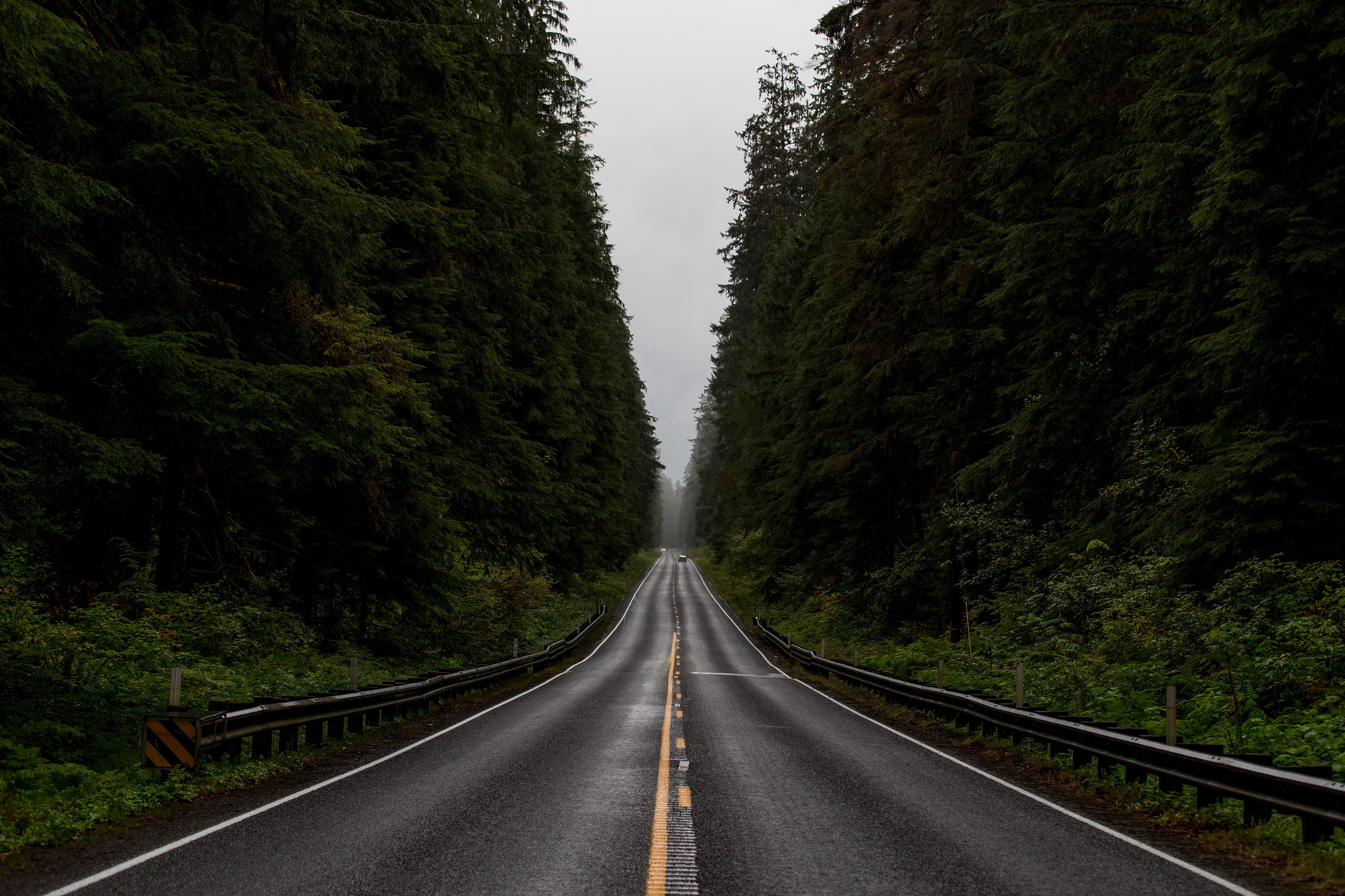 empty road, transportation, long, nature, dividing line, asphalt, sign, marking, direction, tranquil scene, tranquility, forest, black, beauty in nature, HD Wallpaper