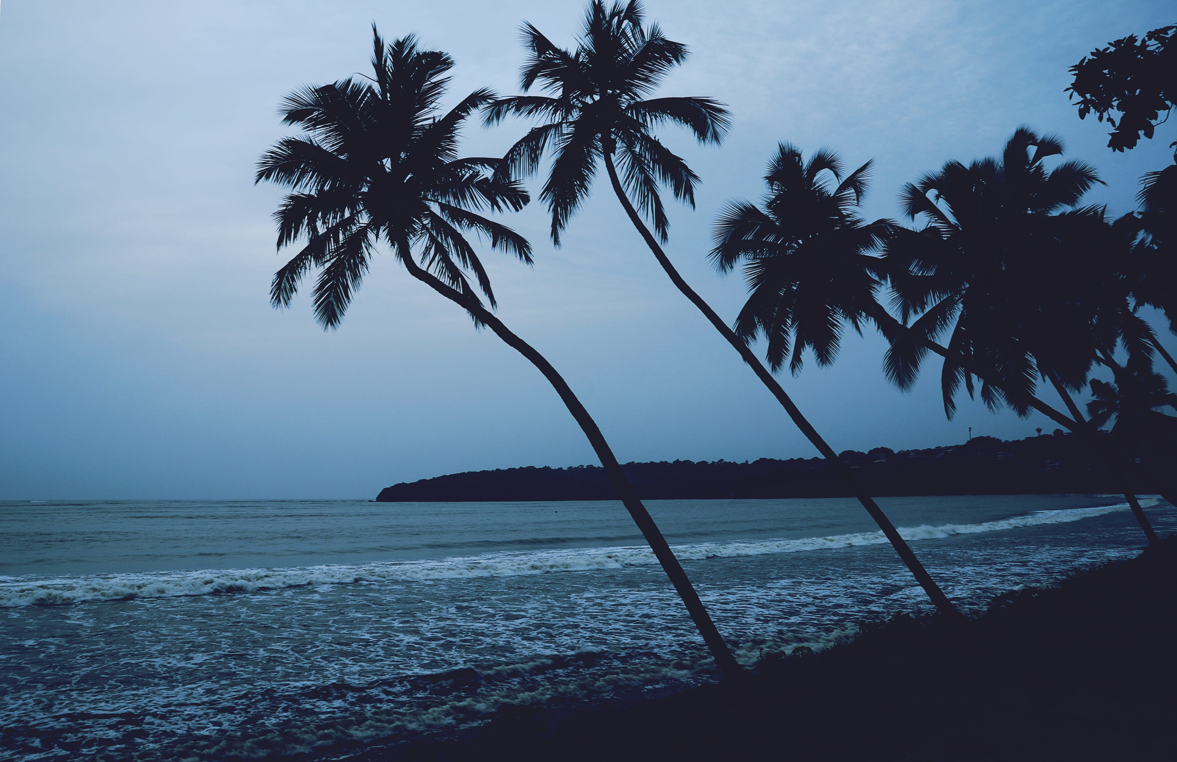 waves, silhouette, 4K, palm, outdoors, india, goa, water, beauty in nature, palm tree, gloomy, monsoon, beaches, moody, coast, land, no people, tree, horizon over water, HD Wallpaper