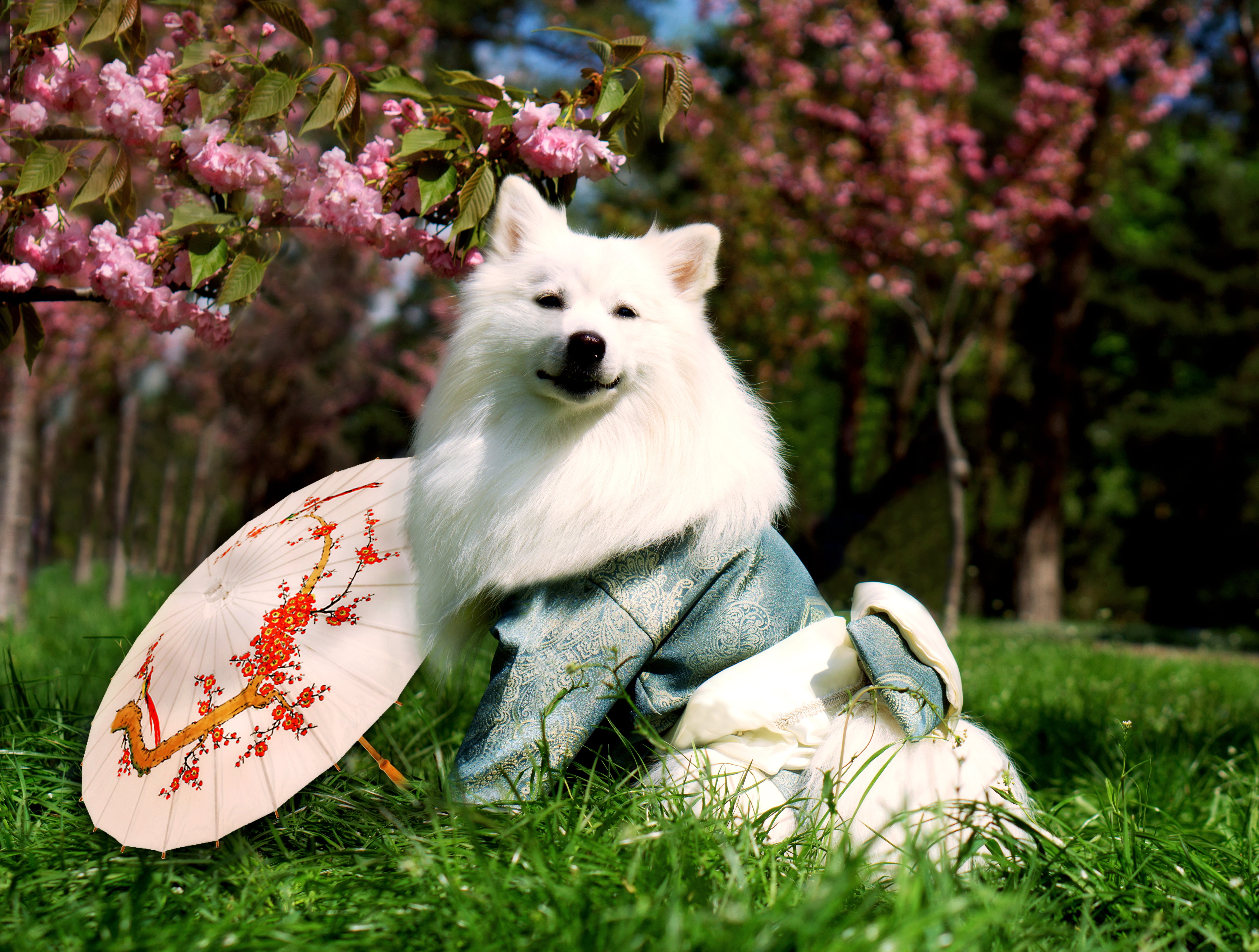 white color, animal themes, vertebrate, pets, domestic animals, outdoors, nature, umbrella, canine, tree, plant, animal, flowering plant, mammal, white dogs, HD Wallpaper