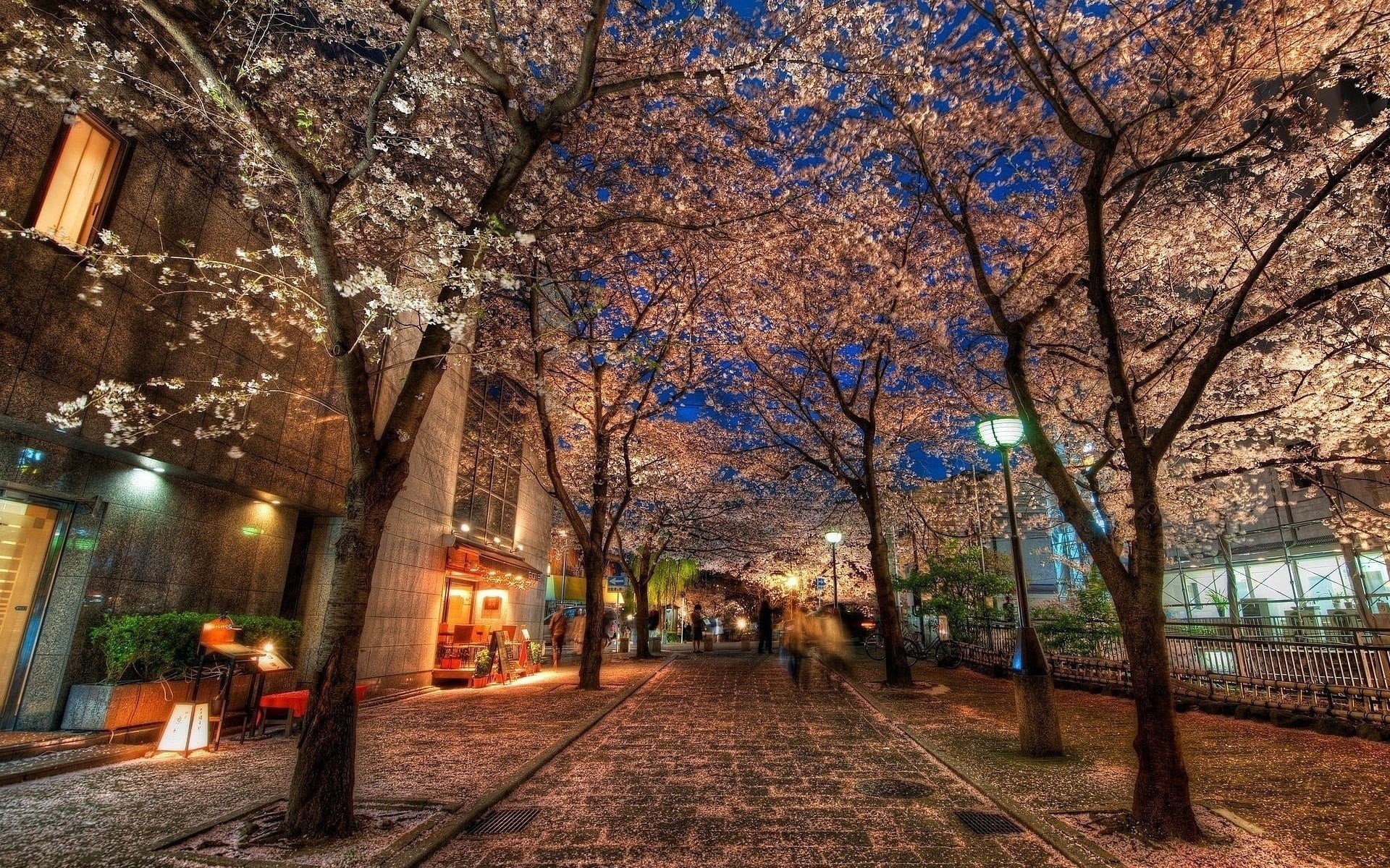 growth, 1080P, lighting equipment, tree, diminishing perspective, outdoors, building exterior, city, treelined, transportation, street, architecture, cityscape, HD Wallpaper