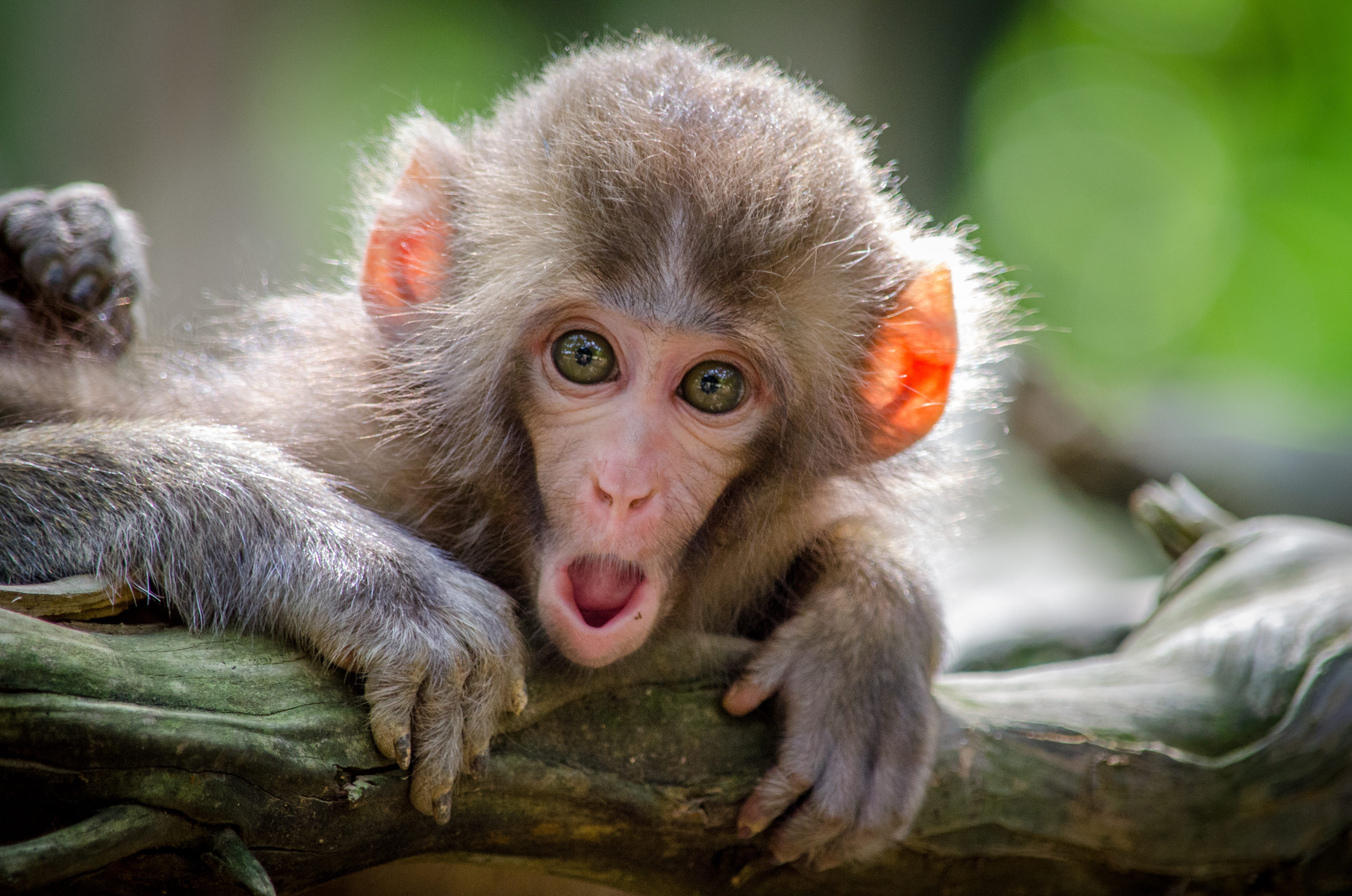 animal, vertebrate, kyoto prefecture, sitting, tree, mammal, coated, animal wildlife, mouth open, baboon, wildlife, outdoors, primate, baby, brown, animals in the wild, HD Wallpaper