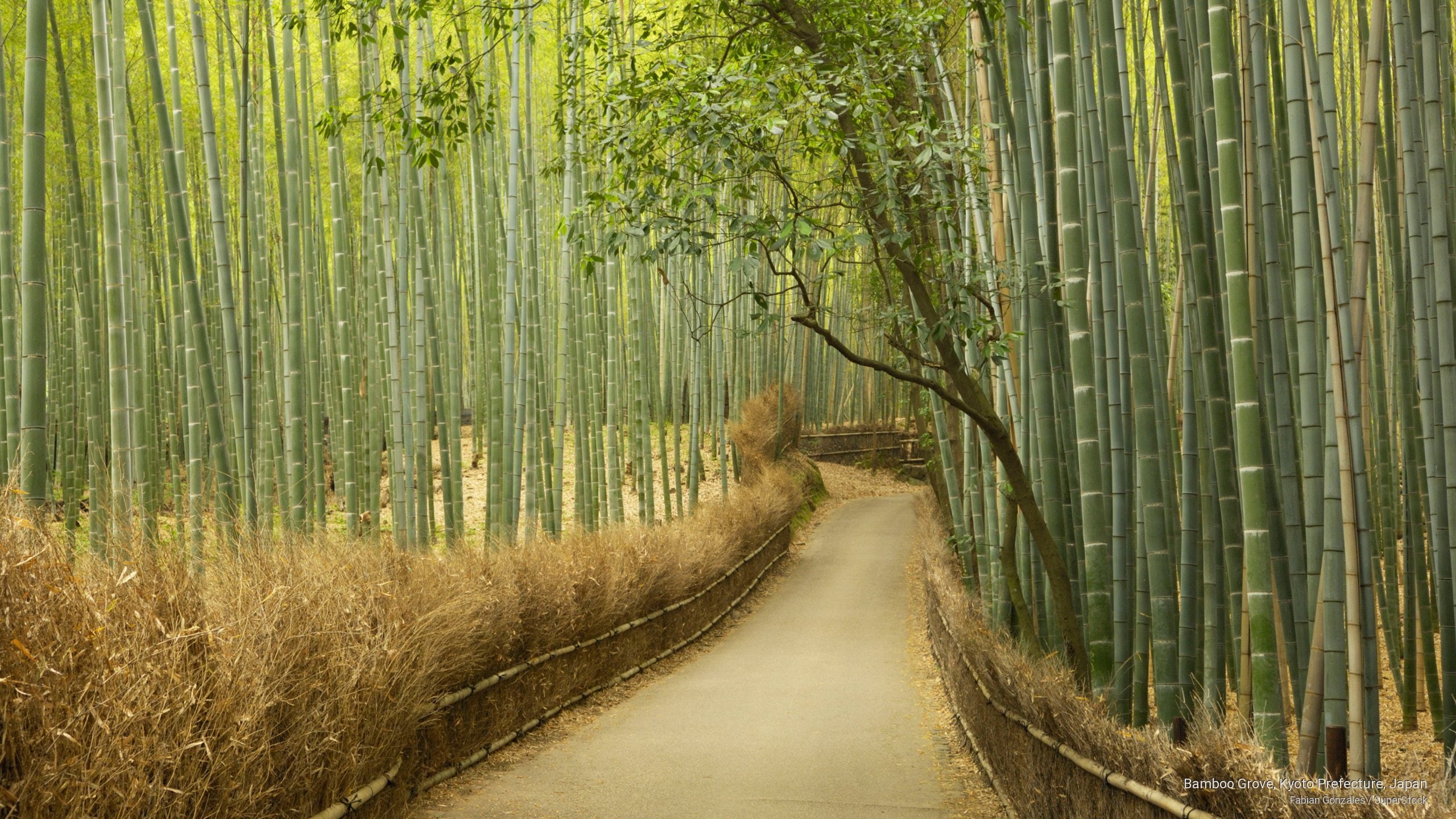 kyoto, prefecture, grove, Asia, 2K, bamboo, japan, HD Wallpaper