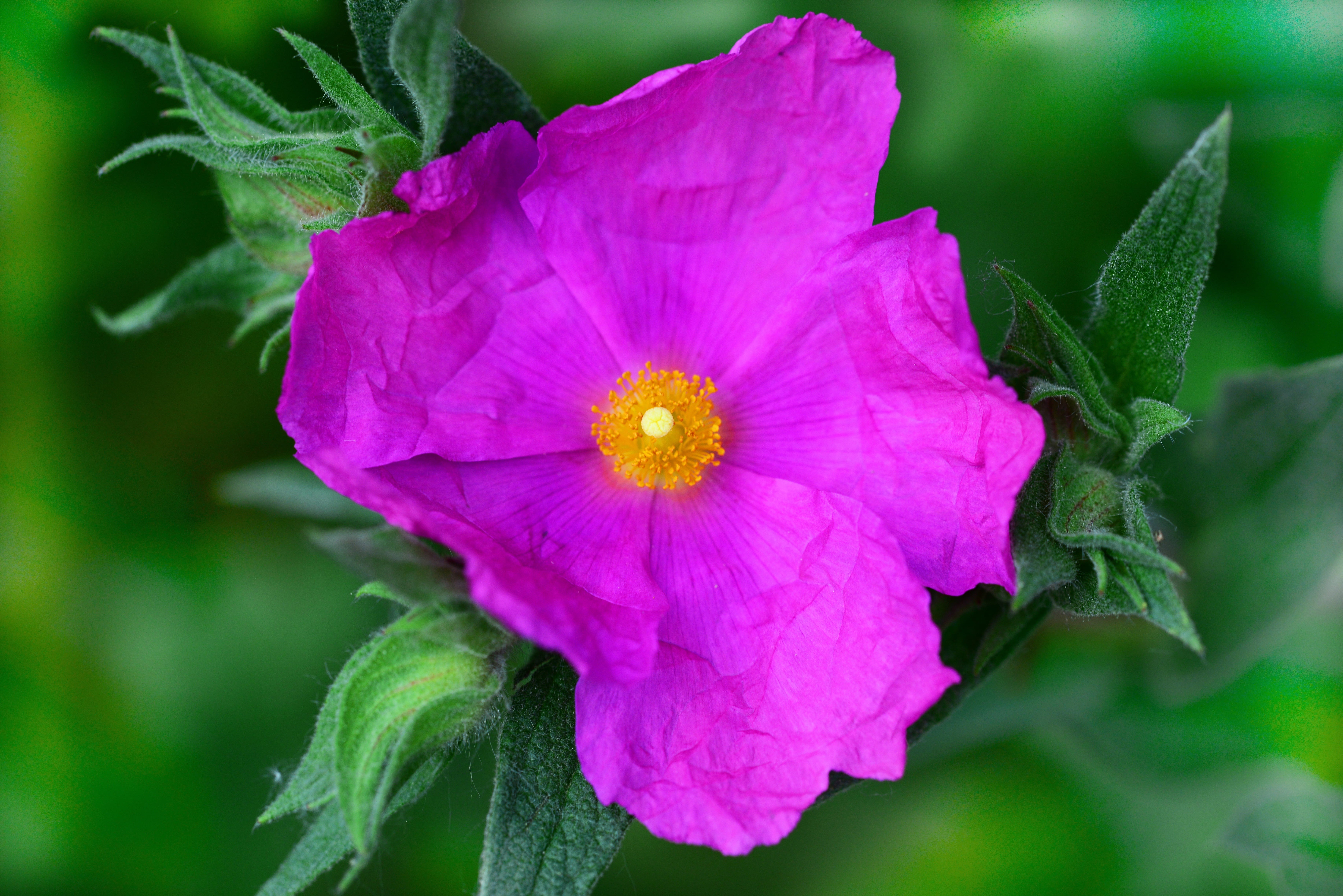 cistus, plant, growth, focus on foreground, nature, purple, no people, shrub, springtime, pink color, pink, cerise, perennial, vulnerability, flowering plant, HD Wallpaper