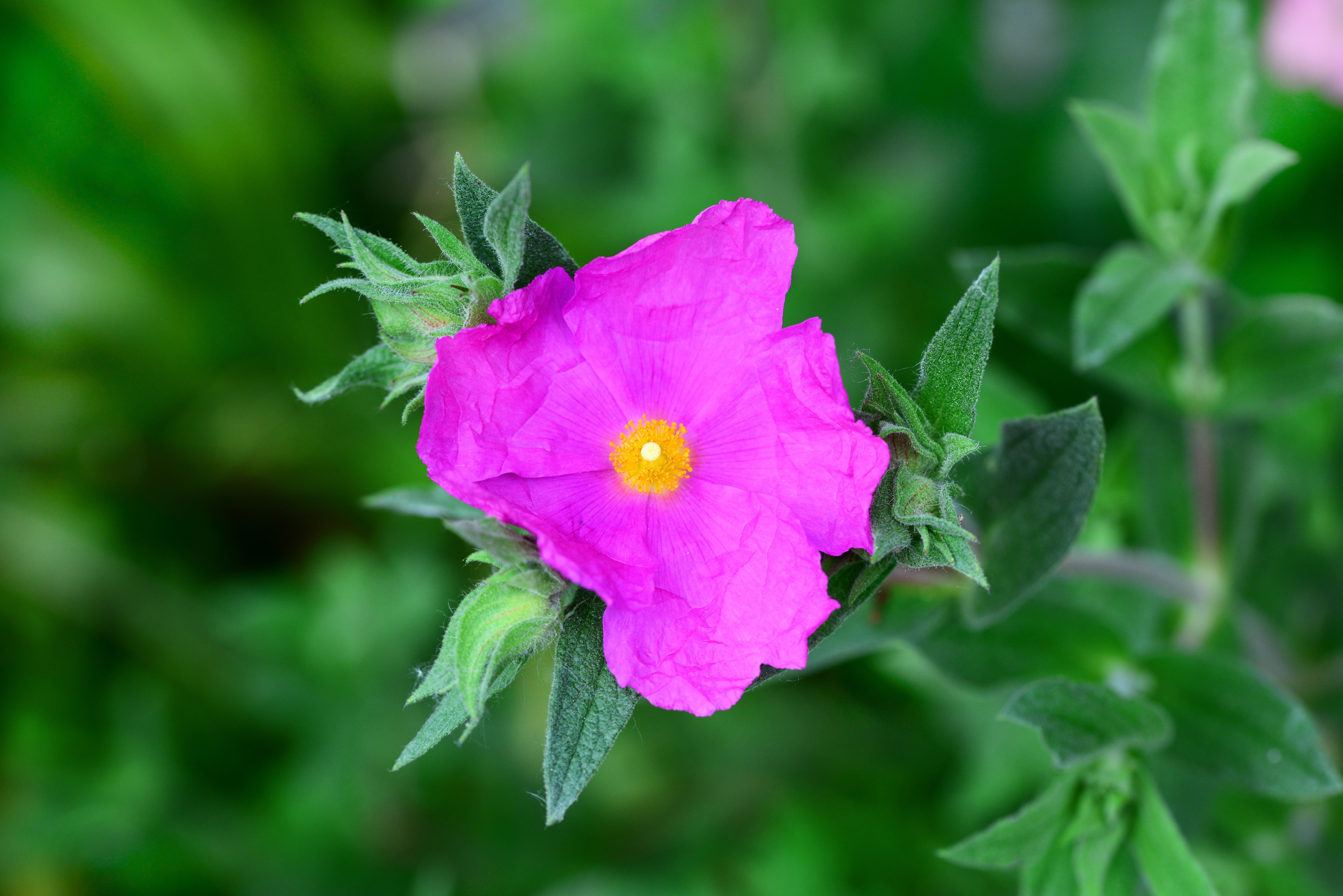hot, flowering plant, leaf, growth, purple, close-up, beauty in nature, bush, plant part, vulnerability, fragility, cerise, outdoors, nature, perennial, HD Wallpaper
