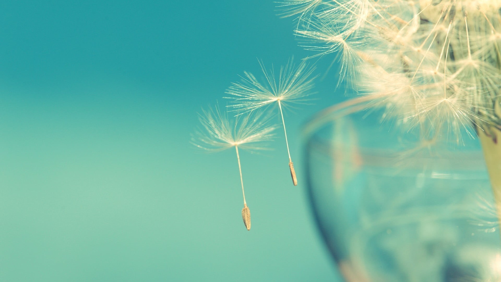 celebration, no People, season, beauty In Nature, fun, outdoors, colored background, summer, macro, 1080P, fragility, nature, seeds, green Color, dandelion, HD Wallpaper