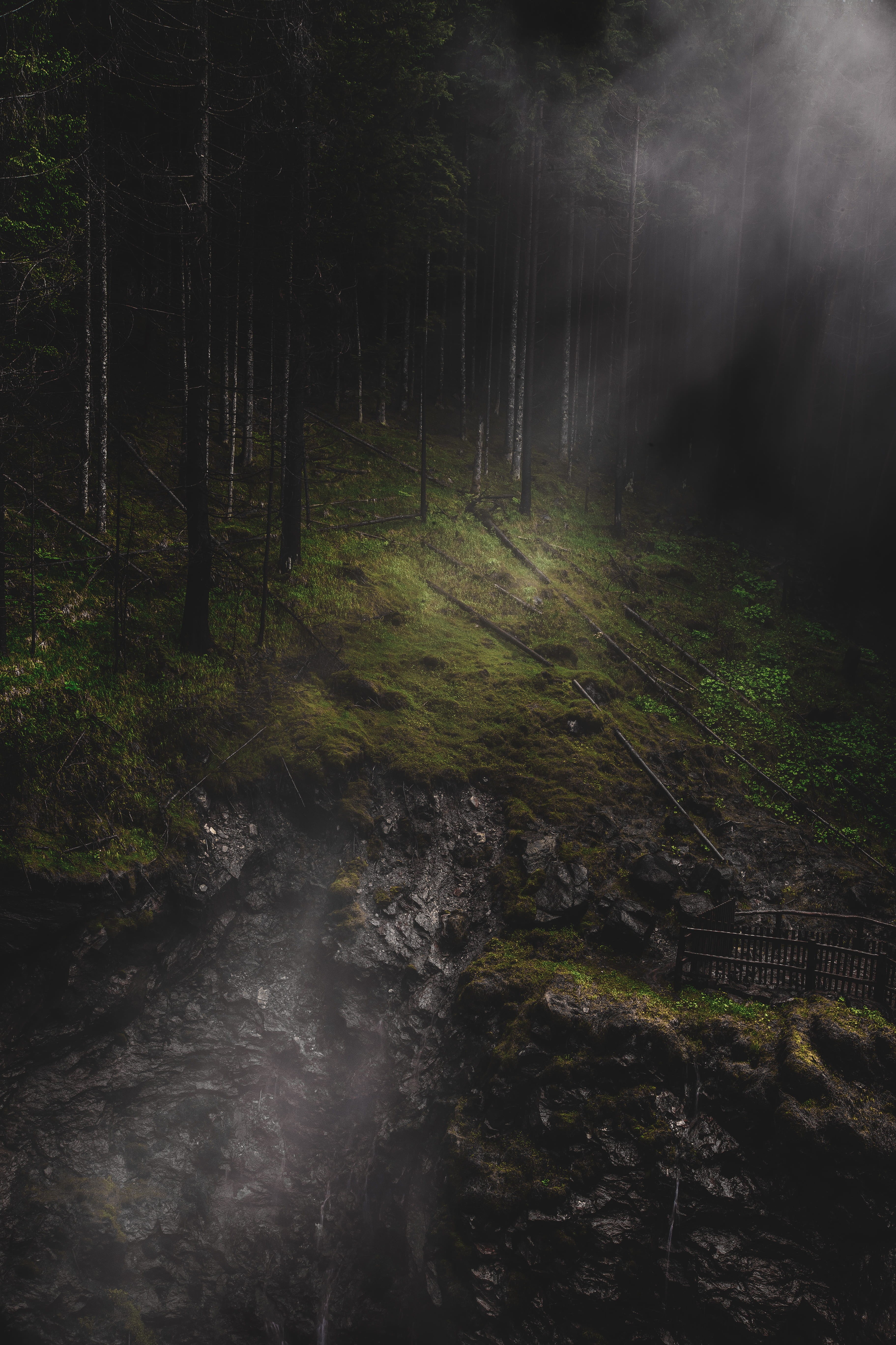 trunk, foam, scenics - nature, 5K, darkness, wild, dark, no people, tranquil scene, nature, fog, tree trunk, foggy, mystical, gray, wilderness, woodland, Phone HD Wallpaper