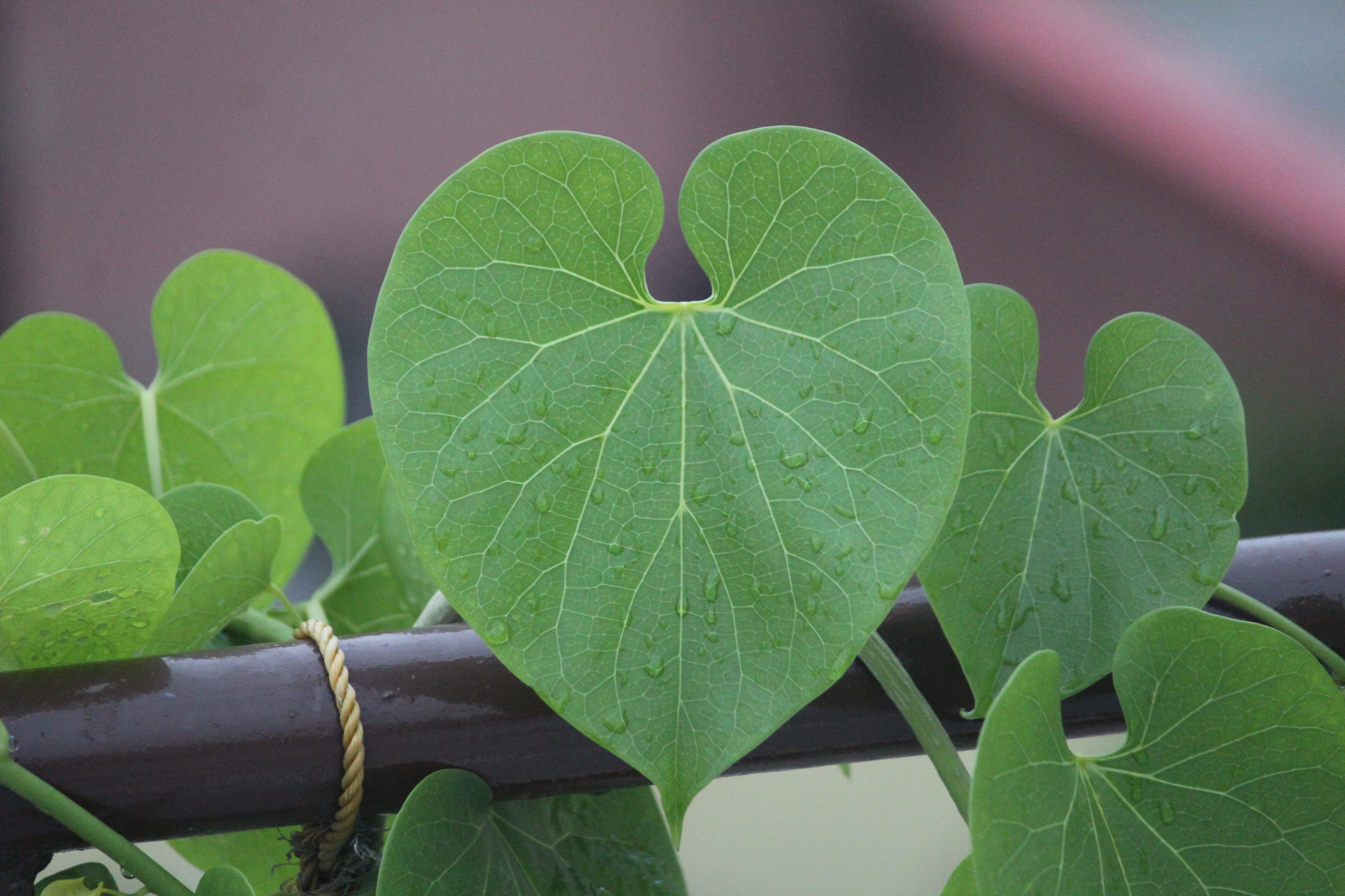 clover, close-up, focus, plant part, outdoors, leaf, botany, food, food and drink, high angle view, heart-leaved moonseed, plant, rainy day, giloy, fruit, HD Wallpaper