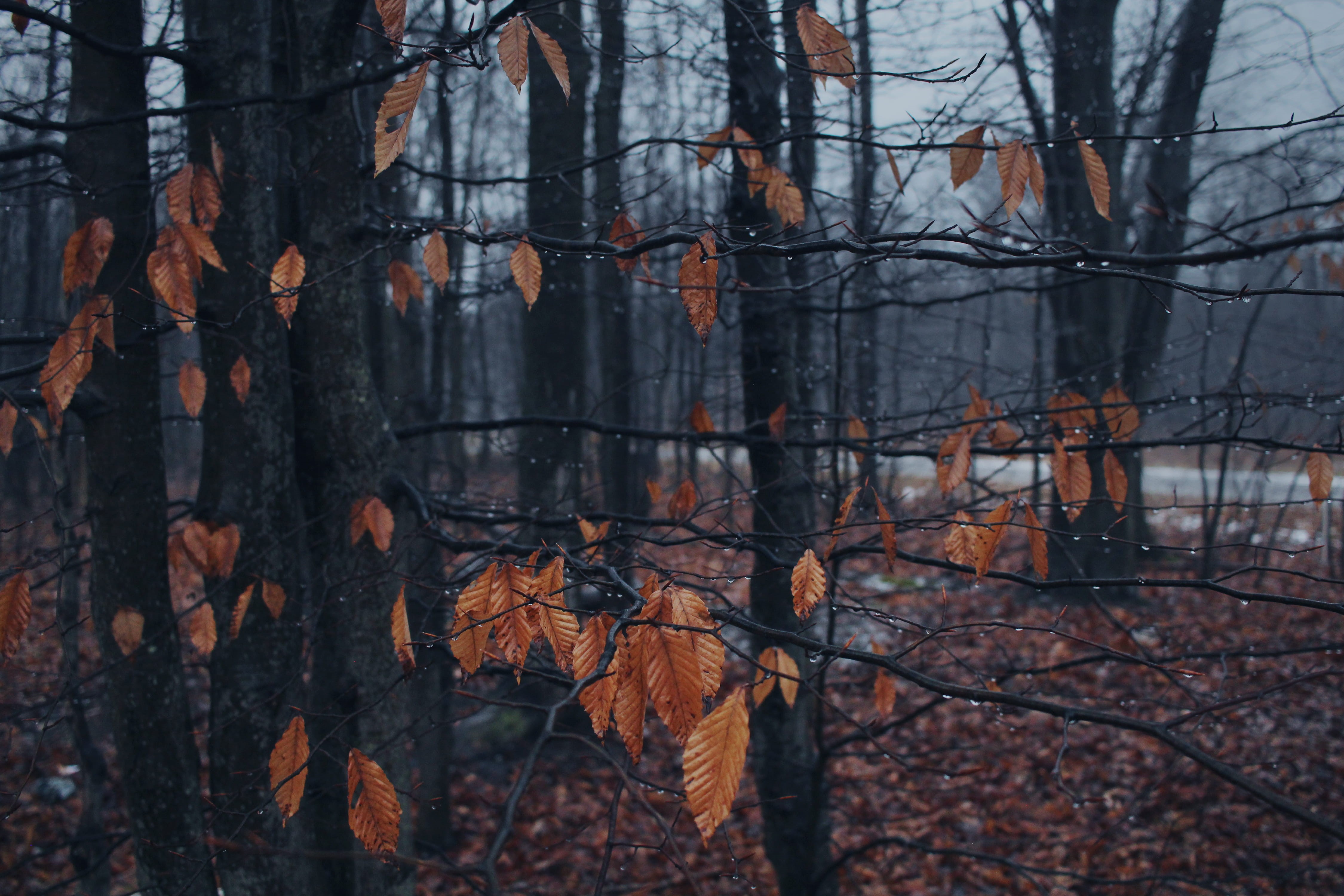 focus on foreground, bare tree, forest, trunk, leaf, outdoors, autumn, woodland, change, growth, tree, water, gaylord, 4K, no people, rain drops, rain, HD Wallpaper