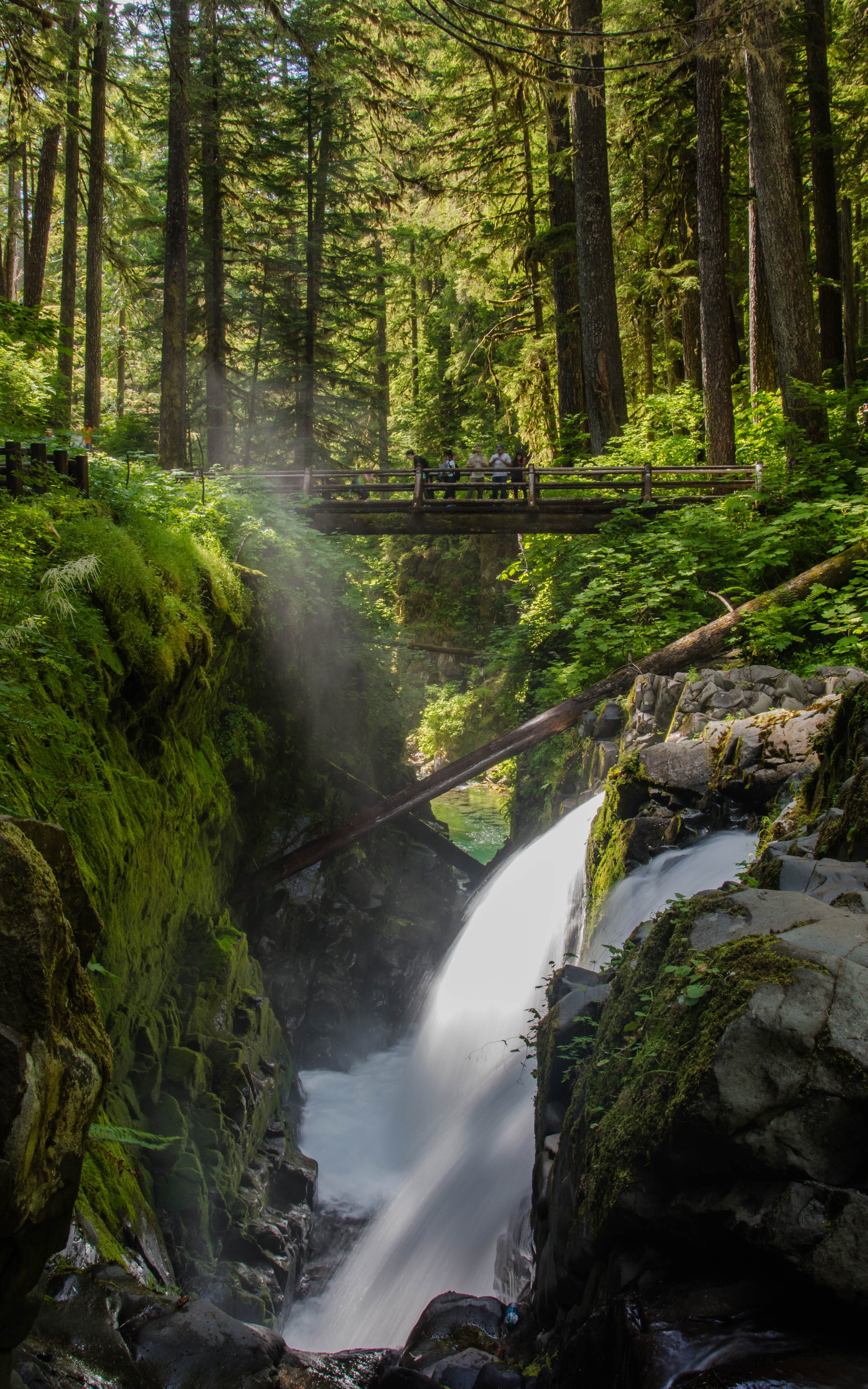 washington, rain forest, motion, forest, growth, trees, no people, tree trunk, olympic national park, waterfall, day, sol duc falls, greenery, water, 4K, Phone HD Wallpaper