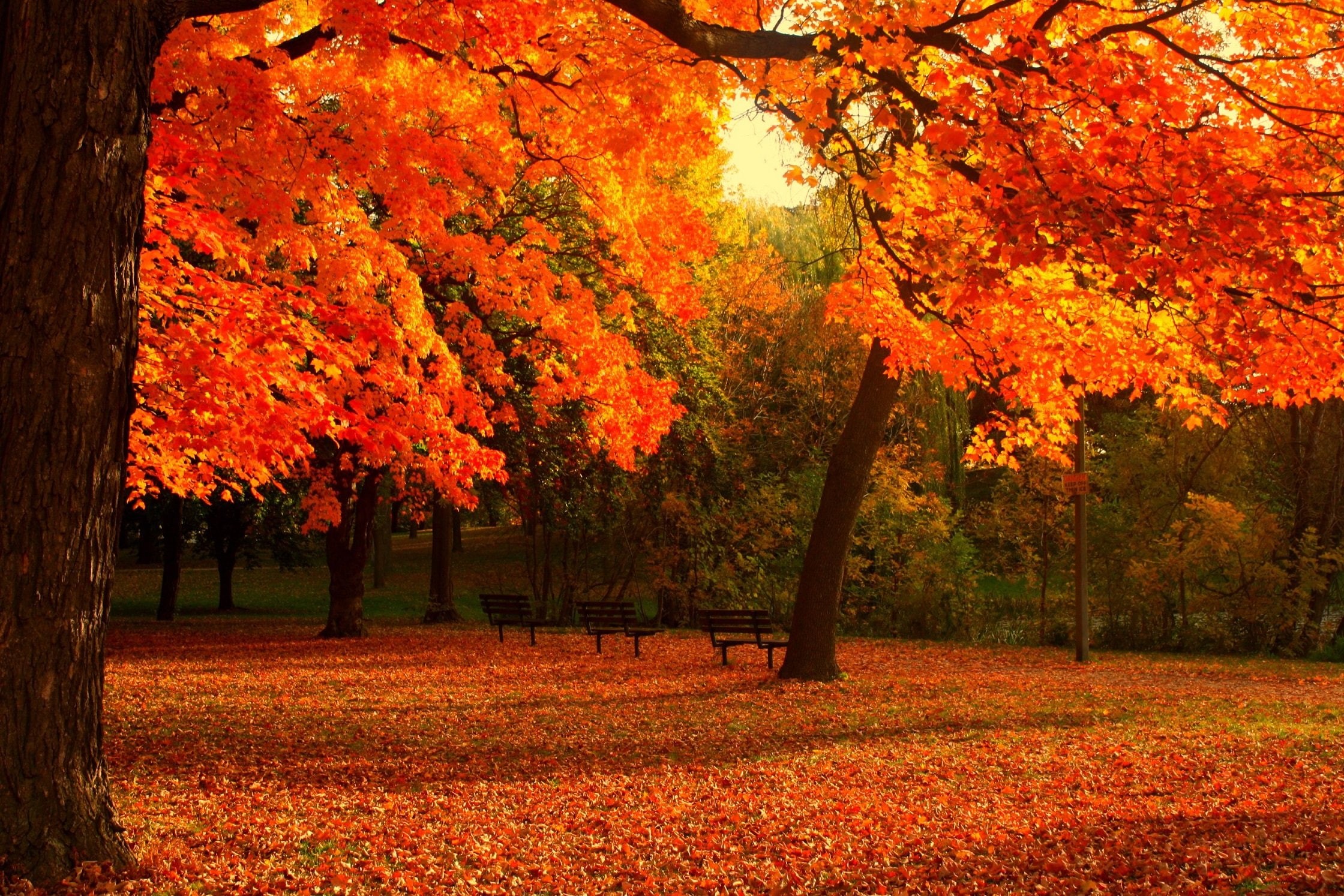 campaign, rain, leaf, nature, fall, automne, 1080P, wet, landscapes, season, tree, HD Wallpaper