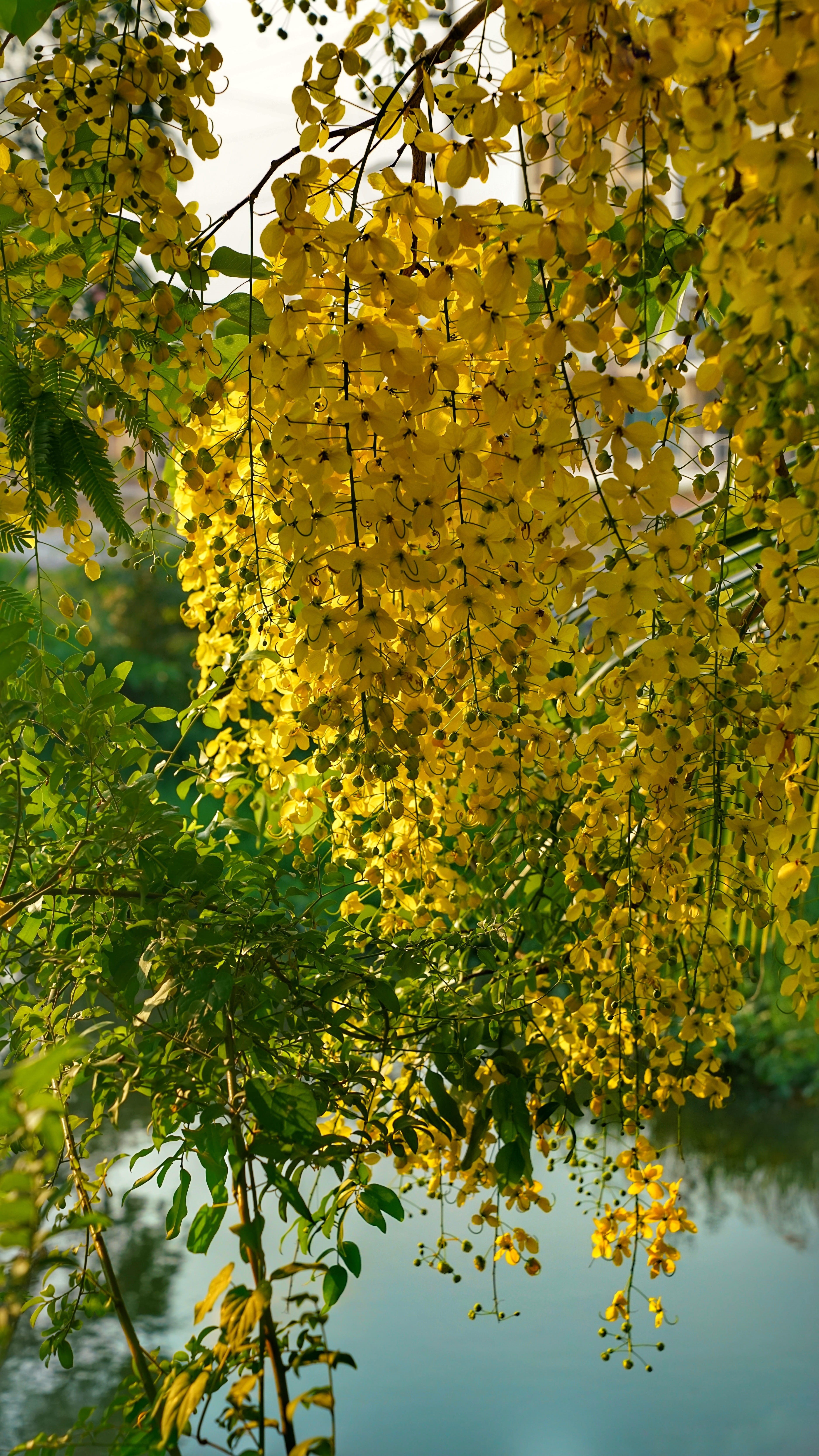 flora, golden rain tree, park, 5K, nature, vulnerability, close-up, day, change, elephants trunk, plant, pea flower, tree, flowering plant, beauty in nature, Phone HD Wallpaper