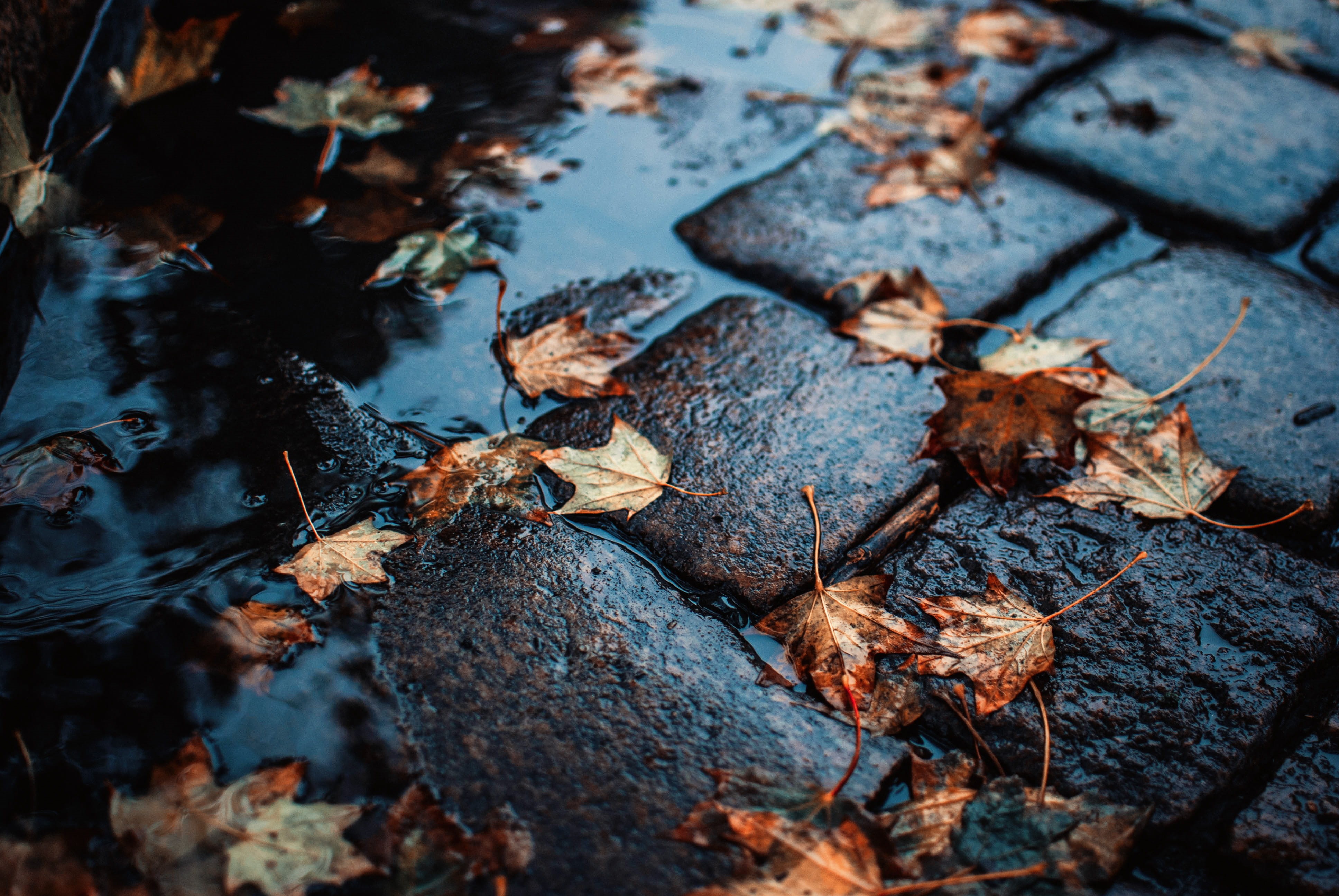 season, 4K, colors, rainy, street, nature, atmosphere, cobblestone, city life, yellow, wet, environment, seasonal, floor, leaf, tree, sidewalk, rain, gloomy, HD Wallpaper