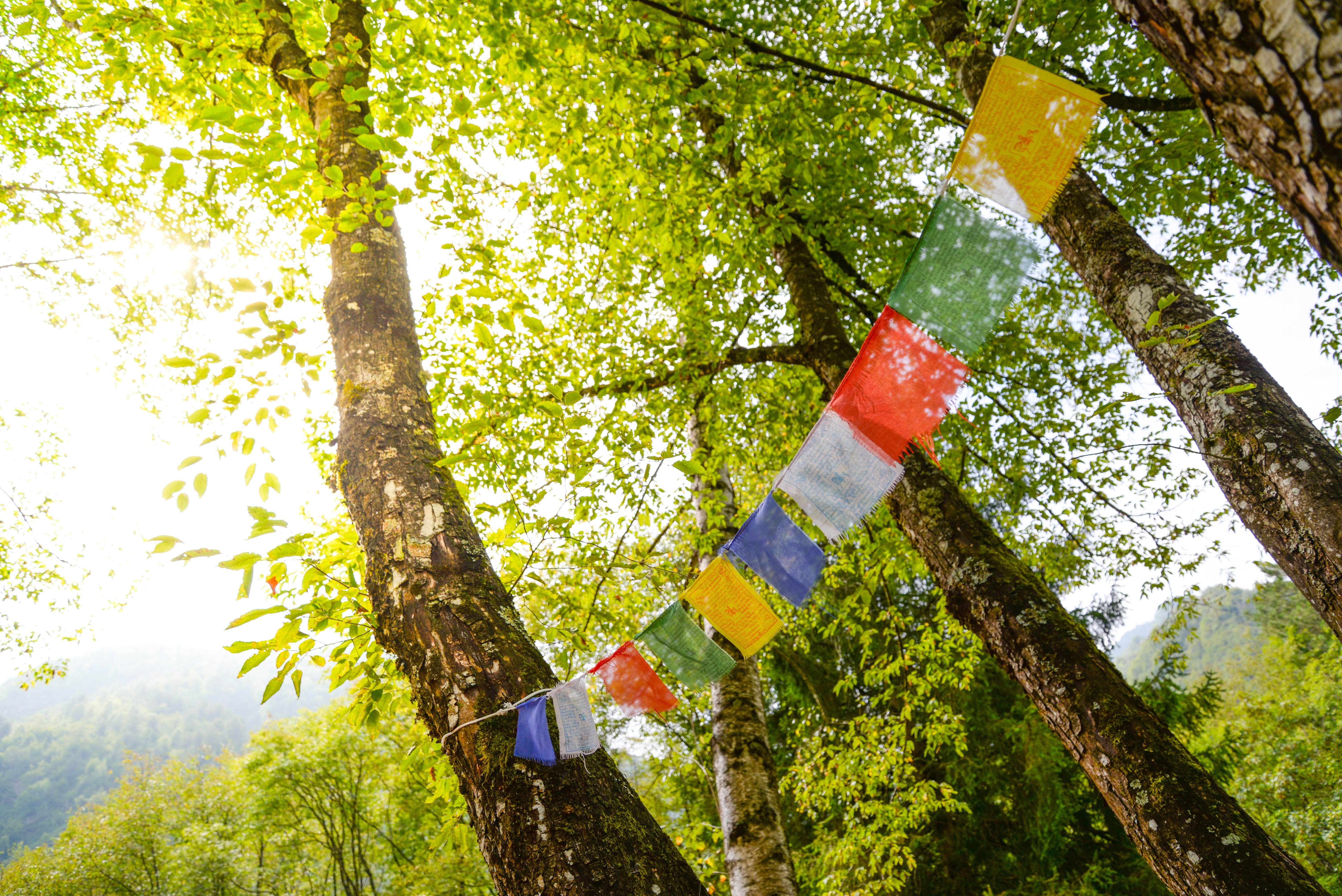 china, green color, ben-hadad, tree, zhongdian, religious, 5K, forest, lhasa, growth, prayers, prayer, tibetan, buddhism, outdoor, no people, color, red, HD Wallpaper