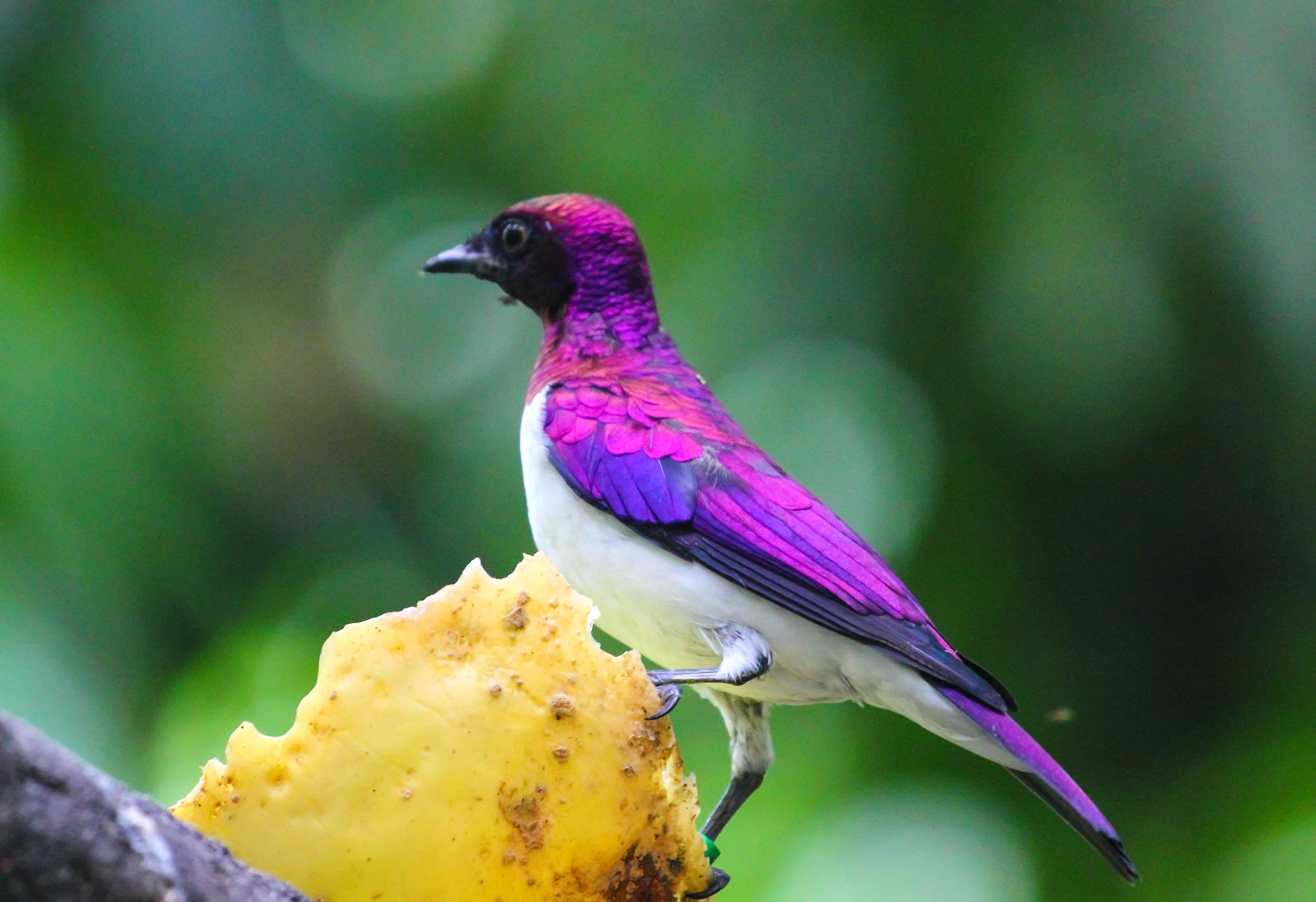 wildlife, Jurong Bird Park, nature, Canon, multi Colored, purple, blue, 4K, bird, Violet-backed Starling, beak, colours, colors, animal, focus, photography, HD Wallpaper