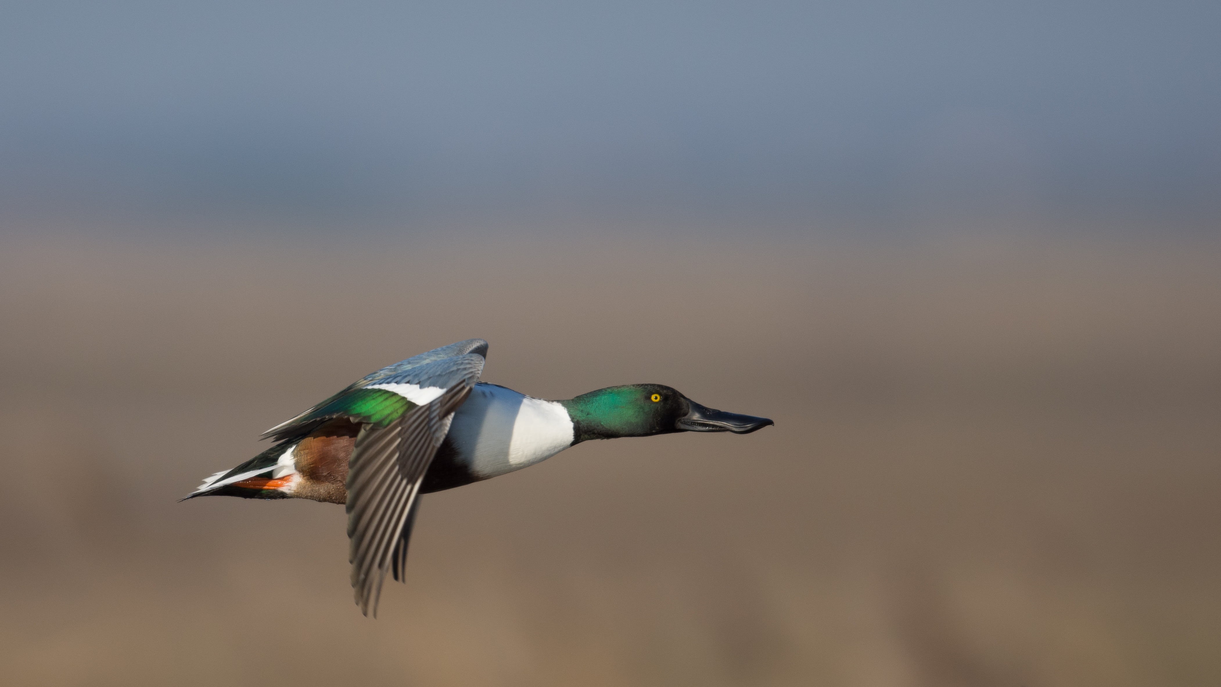 colorful, clypeata, mallard, wildlife, selective, feather, nikon, flying, blue, selective focus, mallard duck, Anas clypeata, Shoveler, duck, colors, birds, HD Wallpaper