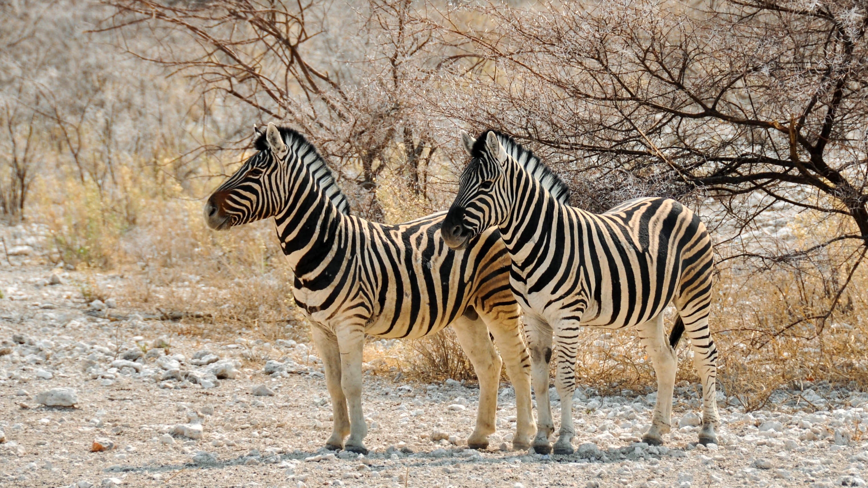 two, animal themes, outdoors, wildlife Reserve, land, zebras, vertebrate, savannah, animals And Pets, arid climate, tree, national Park, semi-arid, two animals, HD Wallpaper