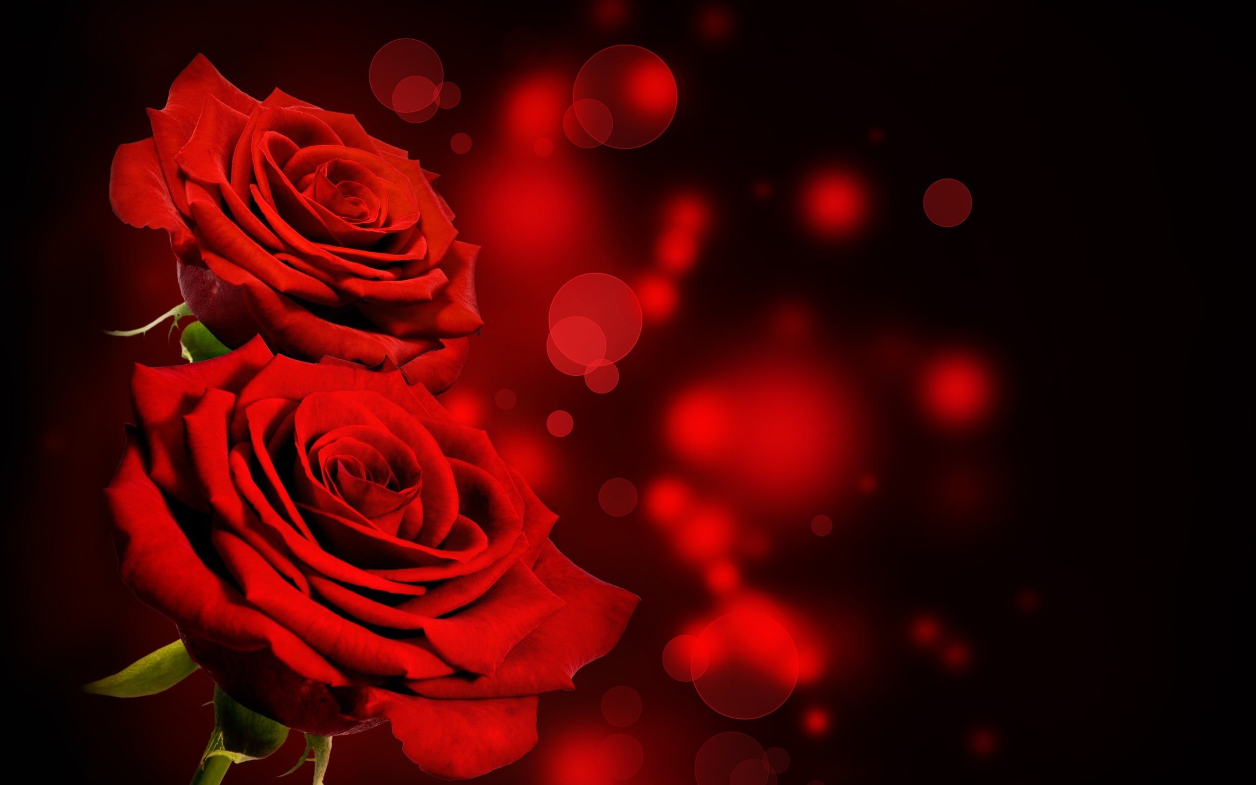 plant, no people, flower arrangement, freshness, red, night, flower head, indoors, nature, studio shot, bokeh, valentines day - holiday, red flowers, inflorescence, HD Wallpaper