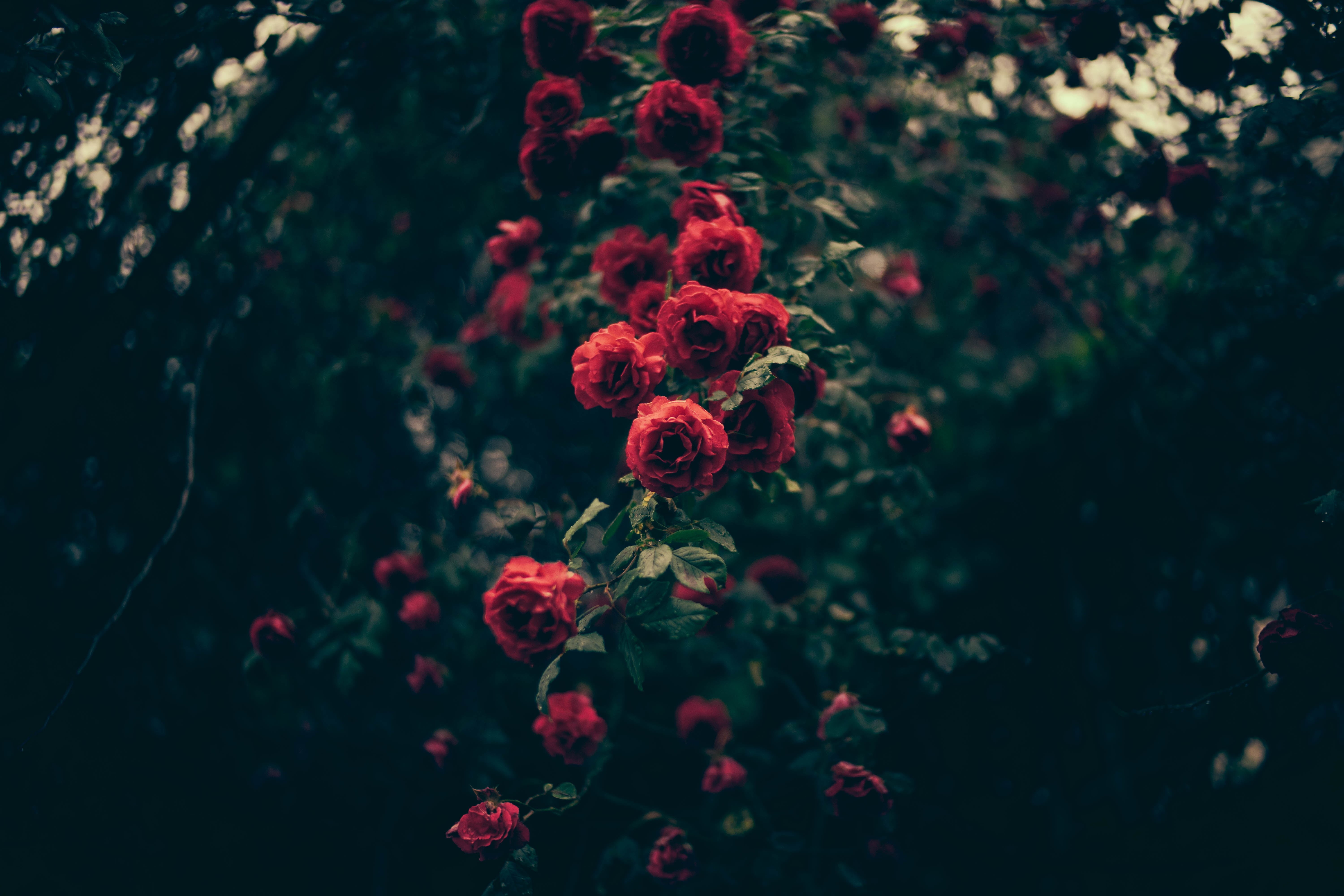 freshness, plants, petal, selective focus, inflorescence, flower head, plant, beauty in nature, 5K, rose, petaled, day, nature, close-up, flower, outdoors, HD Wallpaper