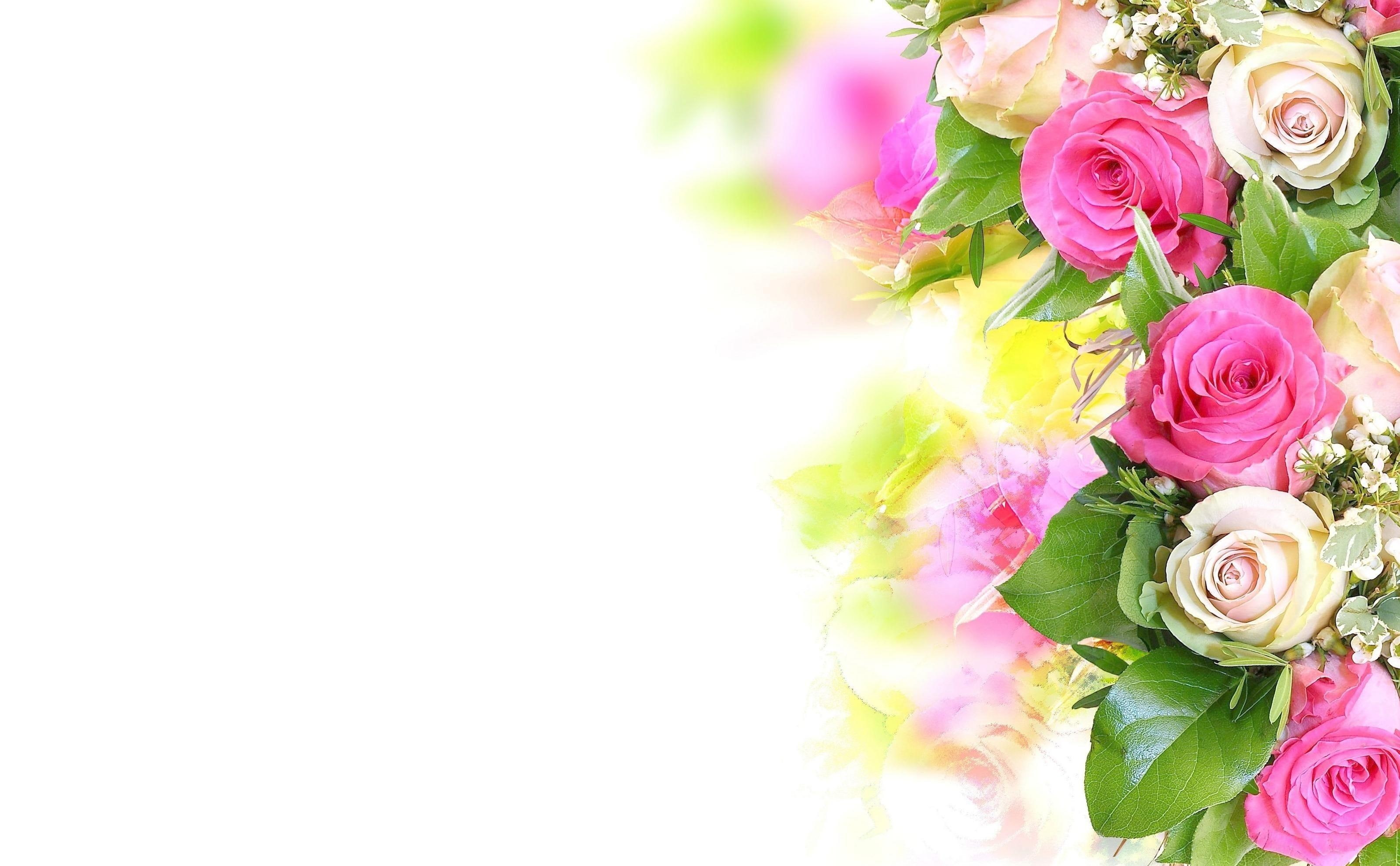 2K, roses, composition, tenderness, flowers, white background, HD Wallpaper
