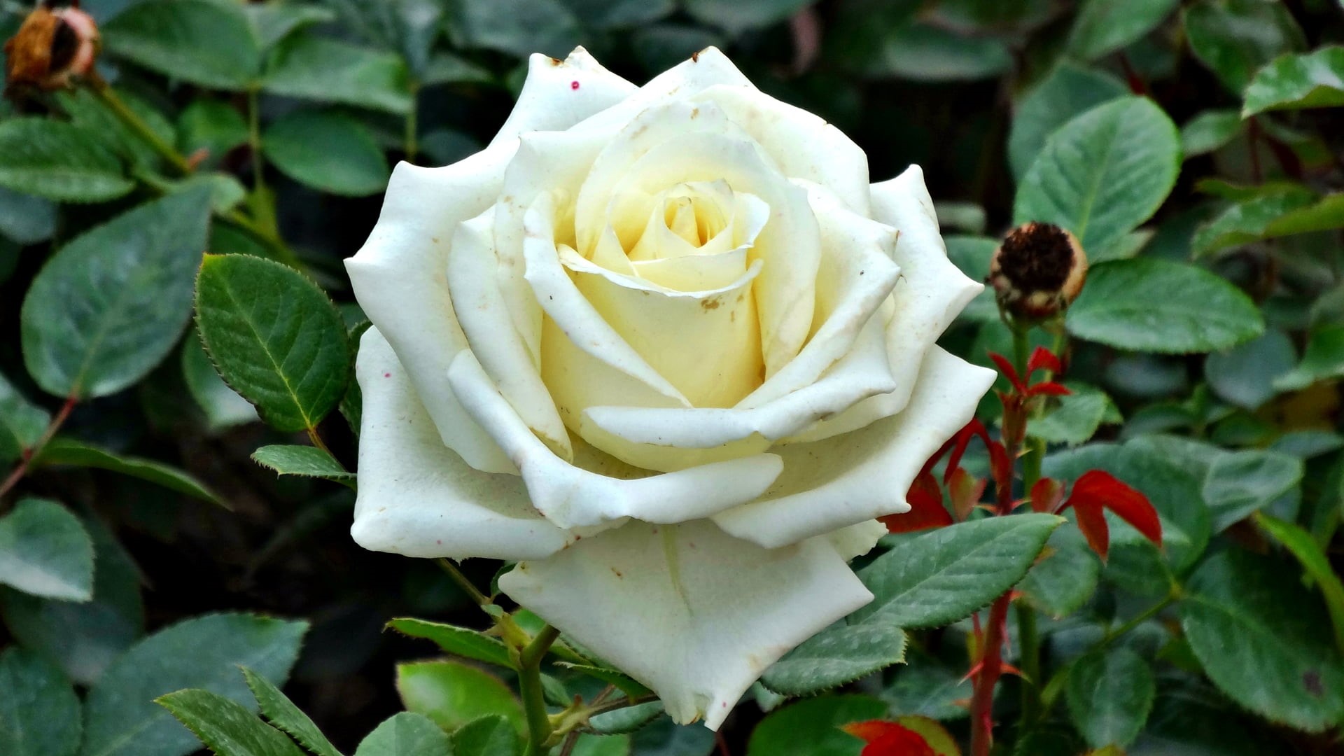 vulnerability, nature, white color, flowers, fragility, freshness, no people, growth, close-up, inflorescence, rose - flower, outdoors, 1080P, macro, plant part, HD Wallpaper