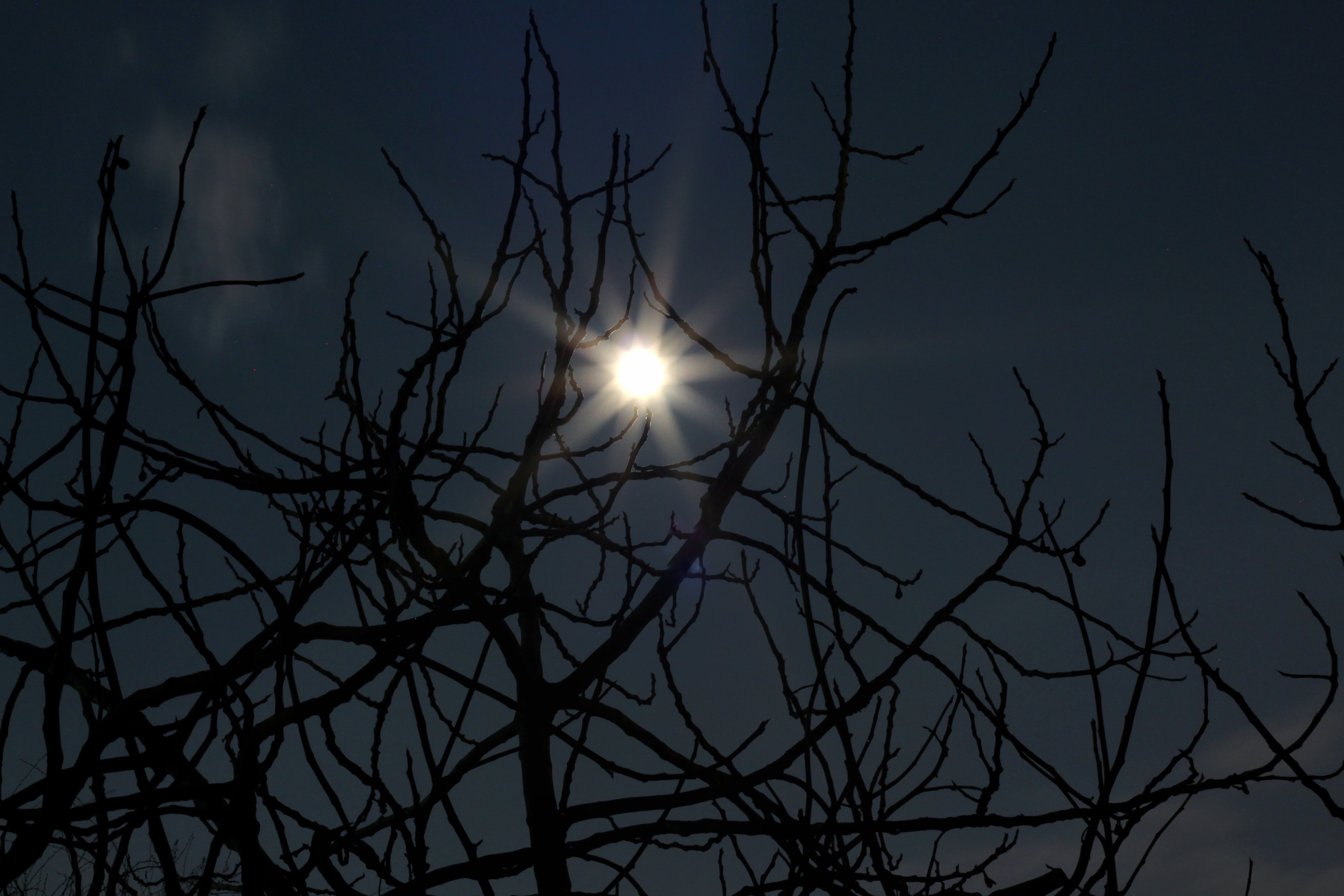 tranquility, blue, scary, creepy, outdoors, holiday, plant, gothic, halloween, black, spooky, planetary moon, fear, october, pumpkin, moonlight, sky, grunge, HD Wallpaper