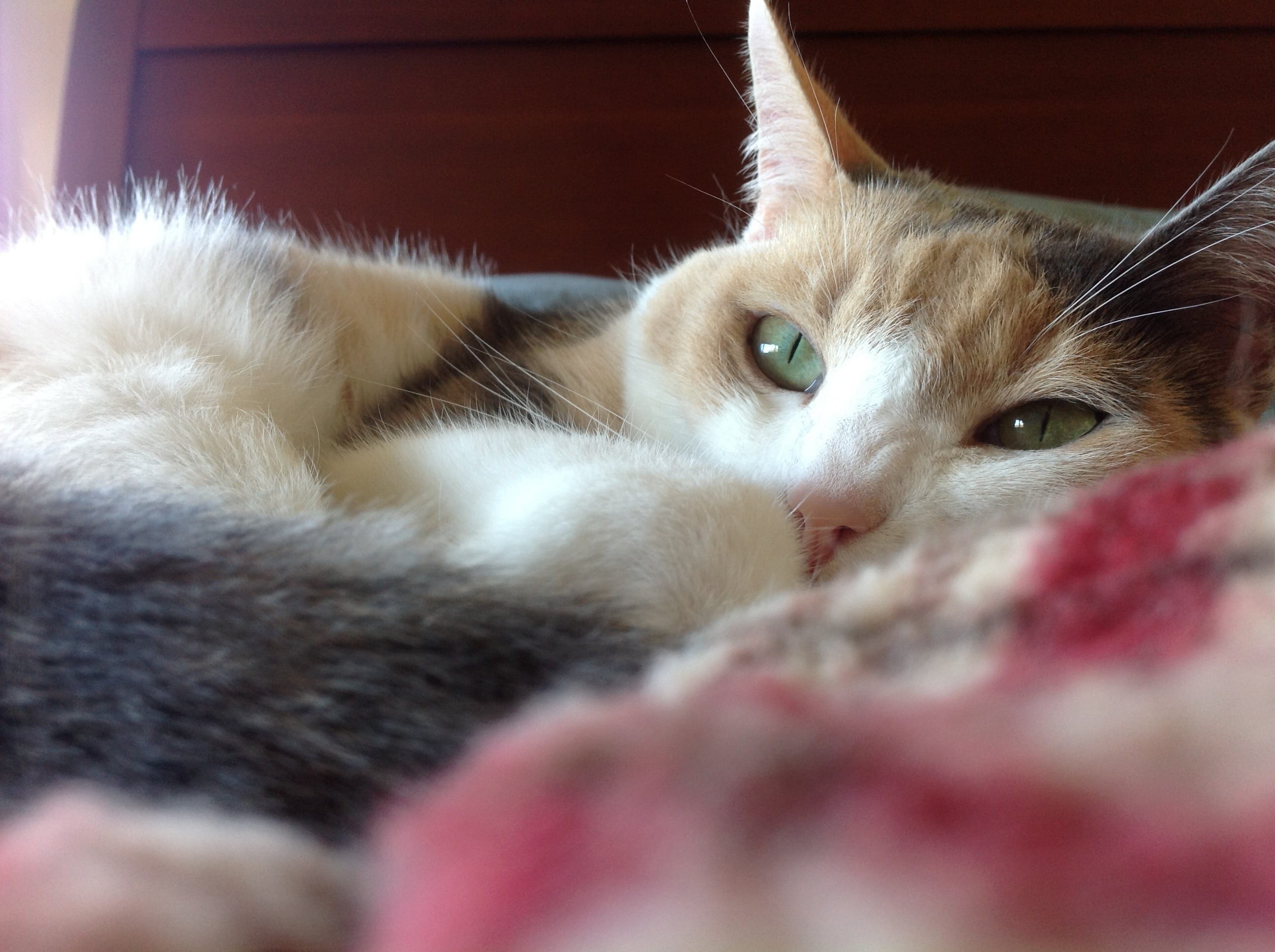 feline, cat, looking, portrait, relax, calico, whiskers, kitty, pets, vertebrate, 2K, animal, resting cat, ears, shorthair, eyes, one animal, claws, tricolor, HD Wallpaper