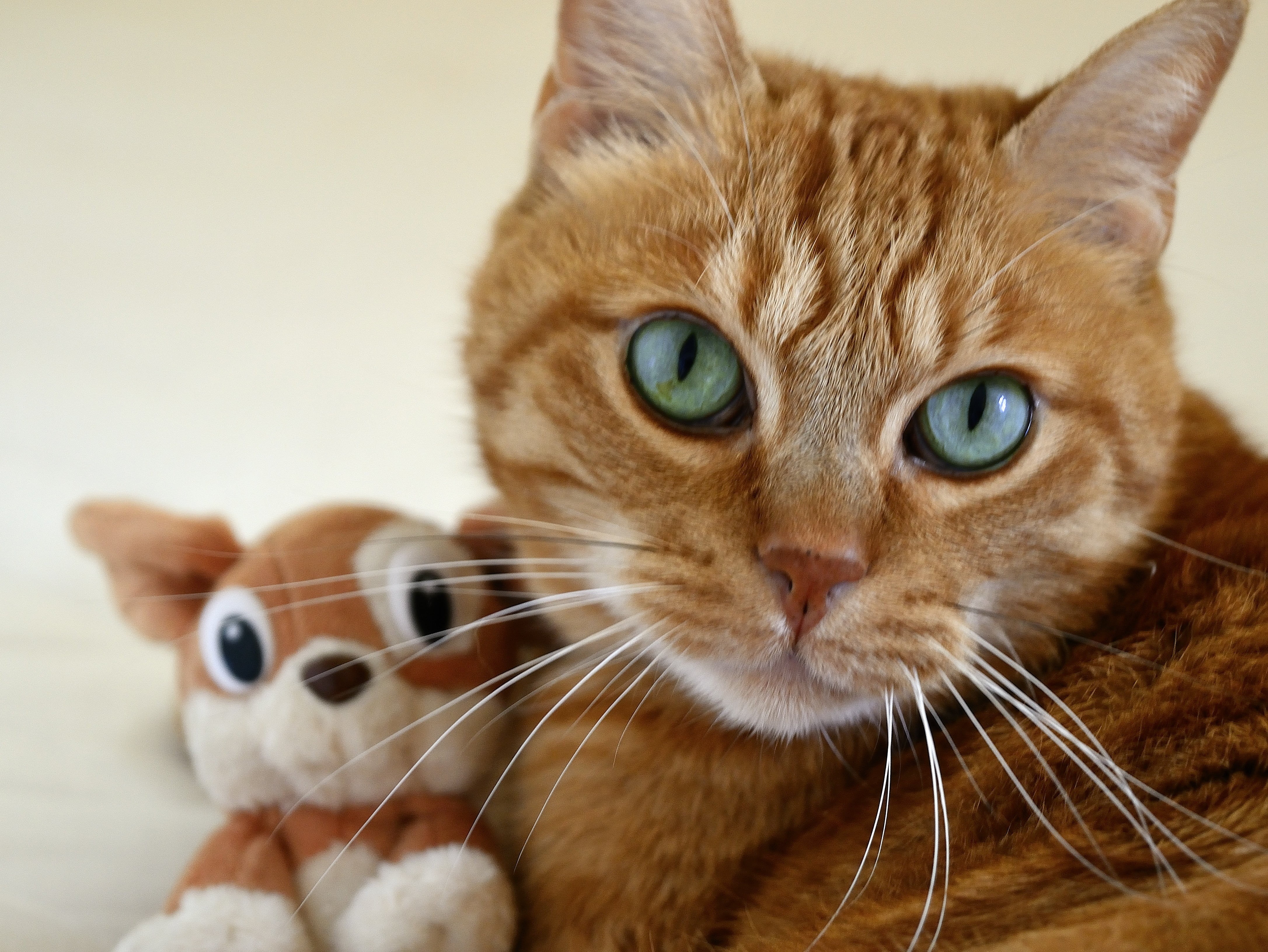 animal body part, small cat, 4K, cat, tomcat red, focus on foreground, no people, ginger cat, one animal, animal, feline, domestic cat, vertebrate, animal head, HD Wallpaper
