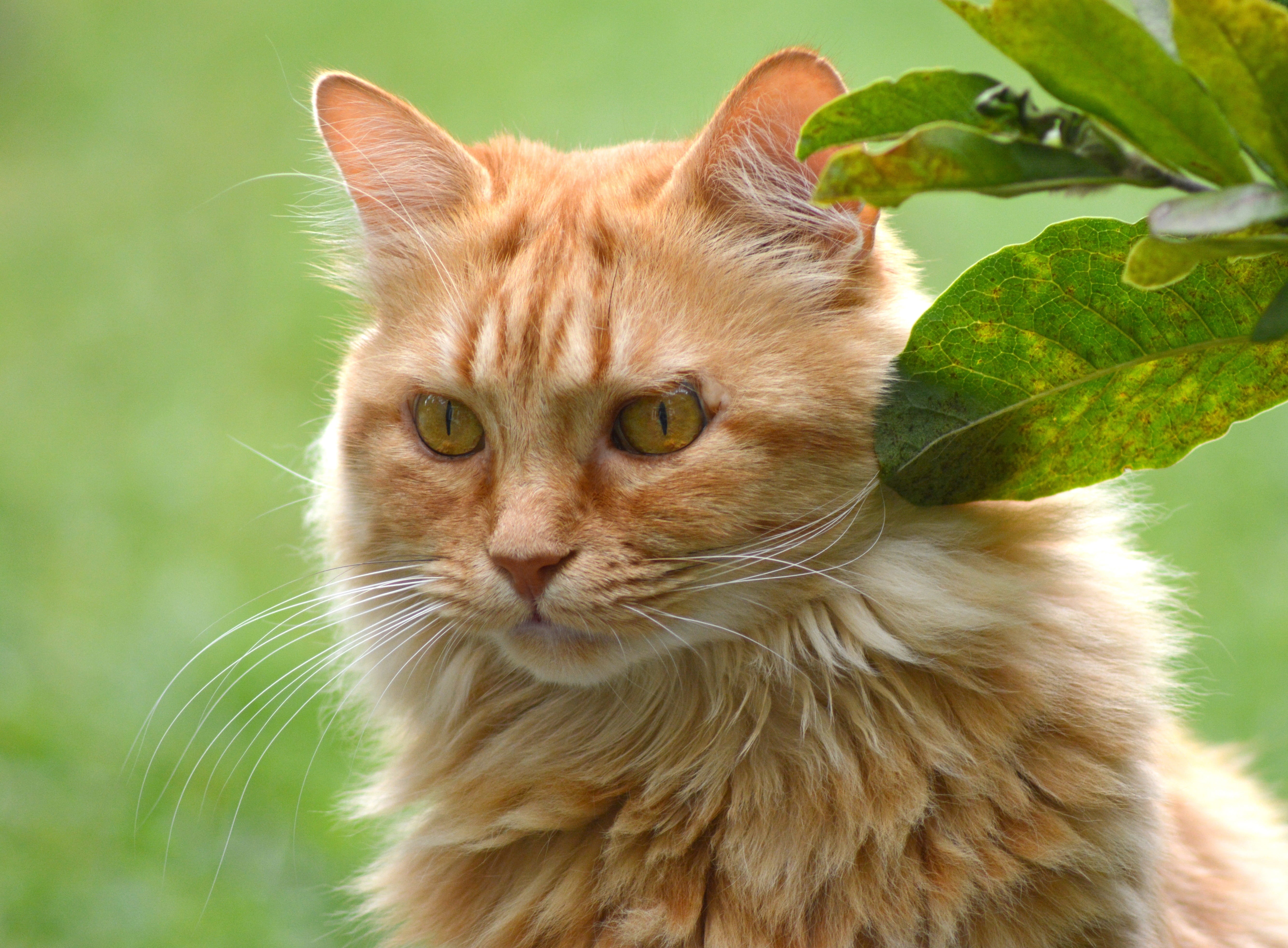 plant part, close-up, cats eyes, cat, plant, close, pets, animal portrait, adidas, orange, mammal, fur, cute, attention, german longhaired pointer, view, HD Wallpaper