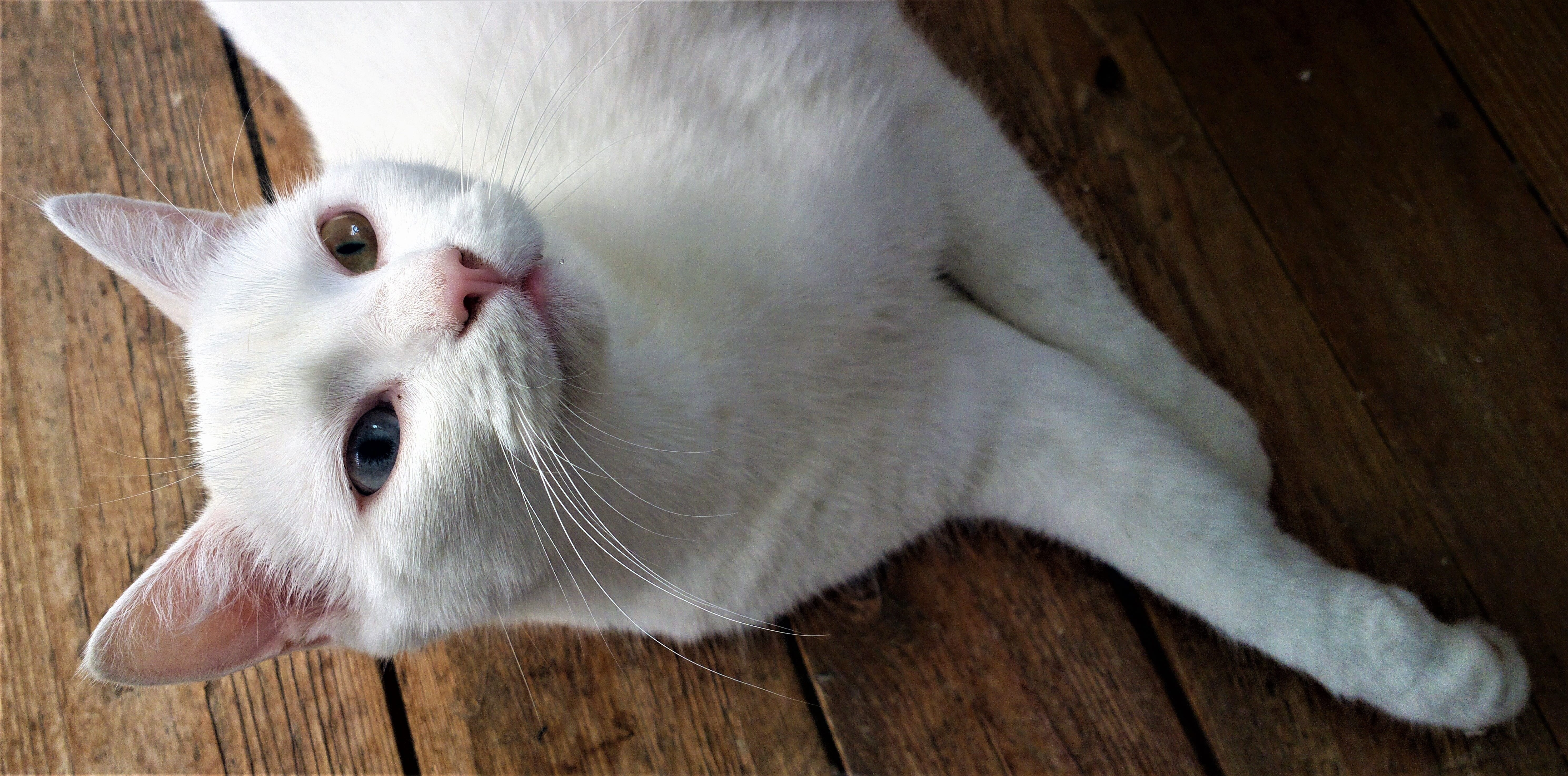 picture, cats, prosperous, no people, hittekatt, wood - material, beautiful cat, cute cat, closeup, relaxed, odd-eye, beautiful, animal life, cat face, HD Wallpaper