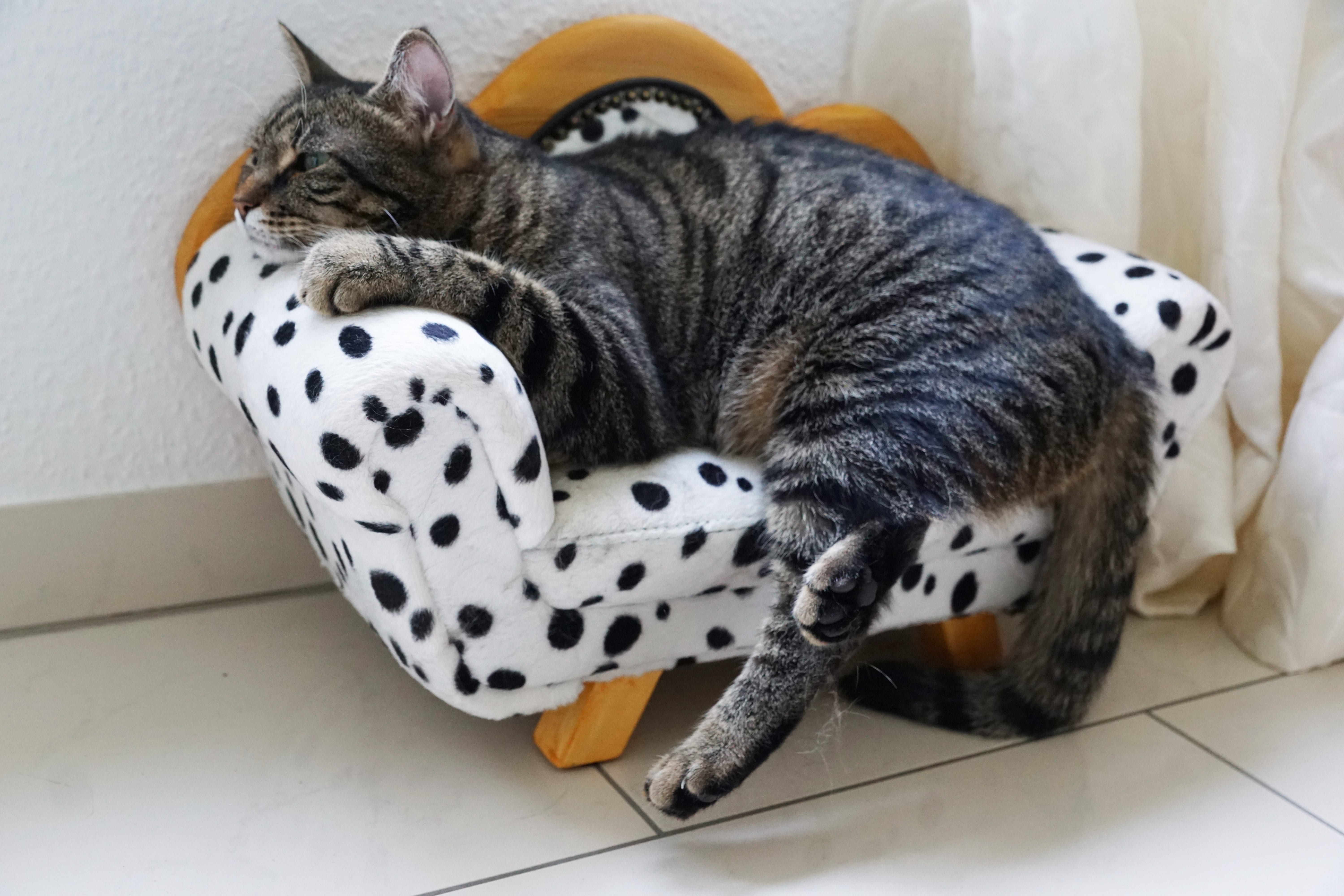 feline, hairstyle, sofa, no people, domestic animals, whisker, pets, cat, search, dangerous, luxury, young cat, mackerel, young, pet, domestic, graceful, HD Wallpaper