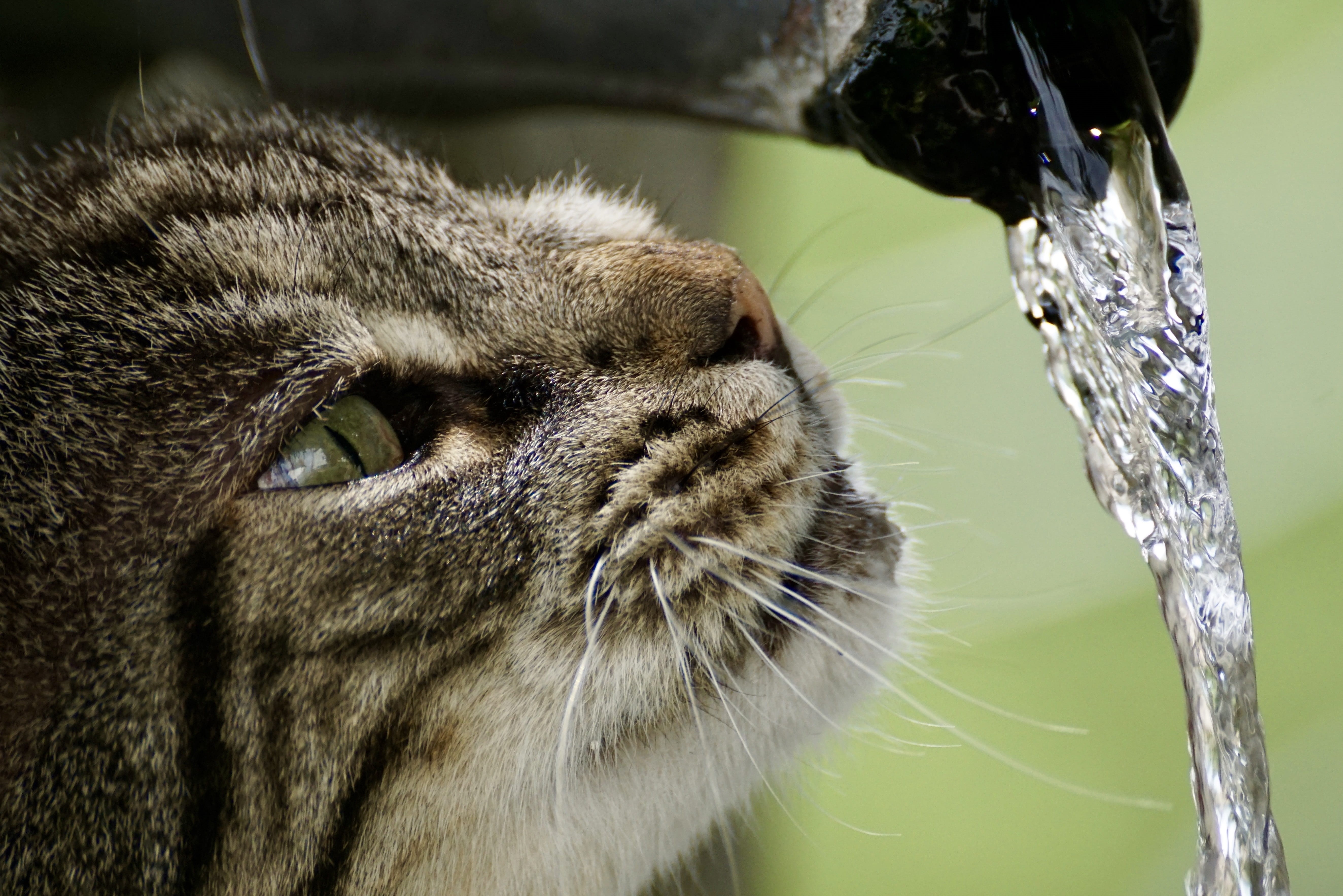 animal world, focus on foreground, photography, time, grey, pink, close-up, wet, animal themes, running water, animal, looking, tongue, animal head, animal body part, HD Wallpaper