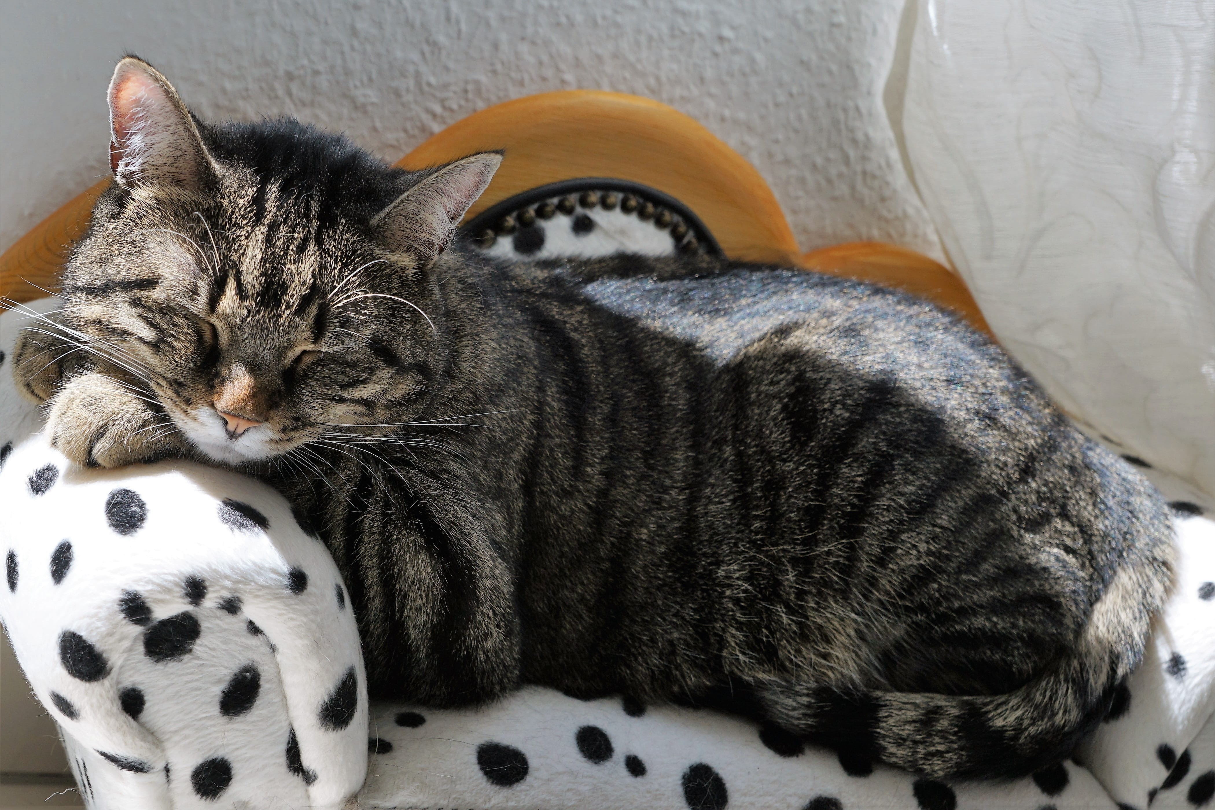 dream, big cat, points, hypnosis, soft, relaxation, zen, silver, watch, cozy, yoga, bed, break, lazy, holidays, holiday, indoors, spiritual, feline, sun, HD Wallpaper