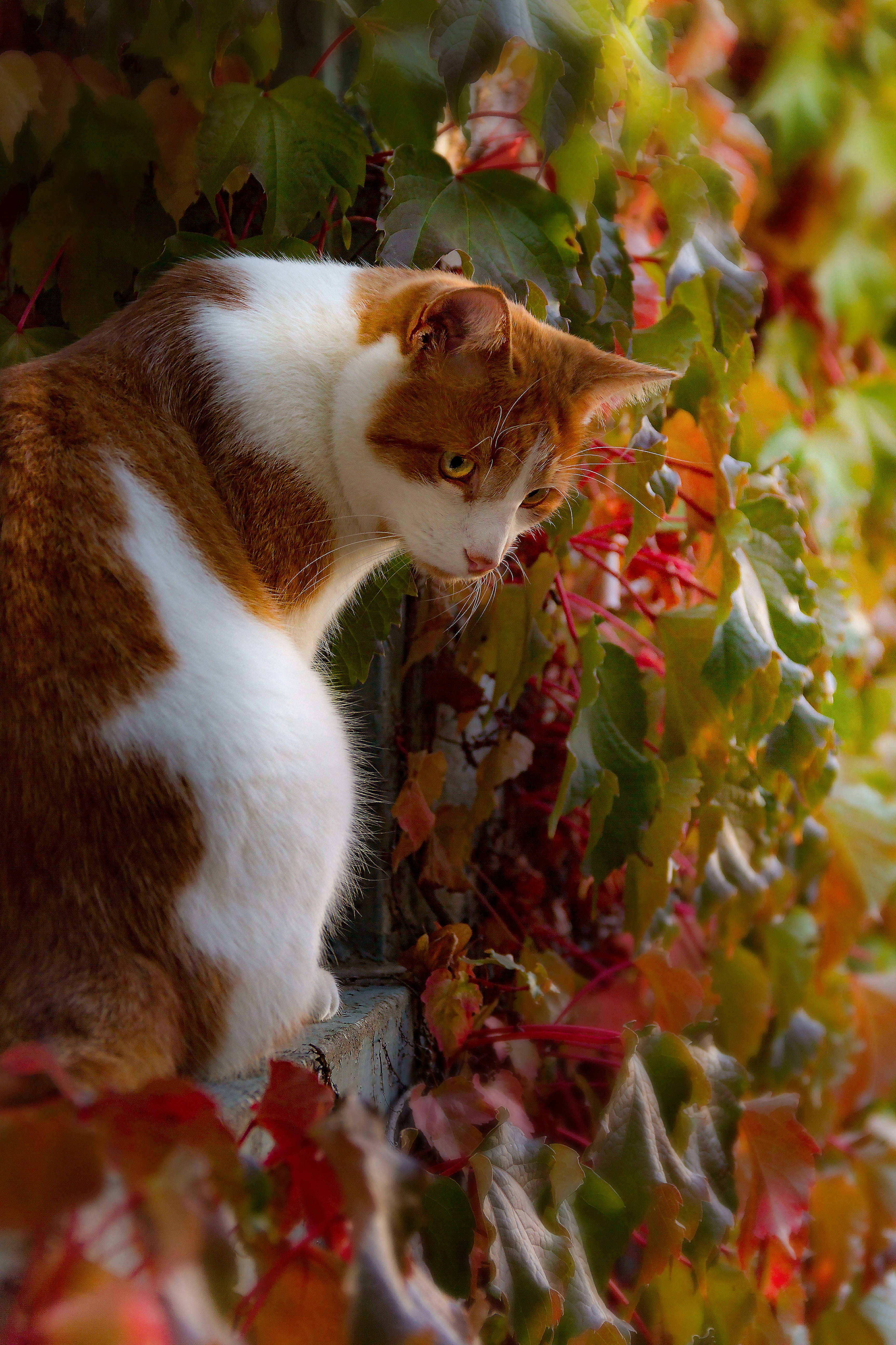 no people, pet, animal themes, nature, animal world, whisker, orange, red tomcat, domestic cat, selective focus, cat, domestic, autumn, 5K, leaf, furry, Phone HD Wallpaper