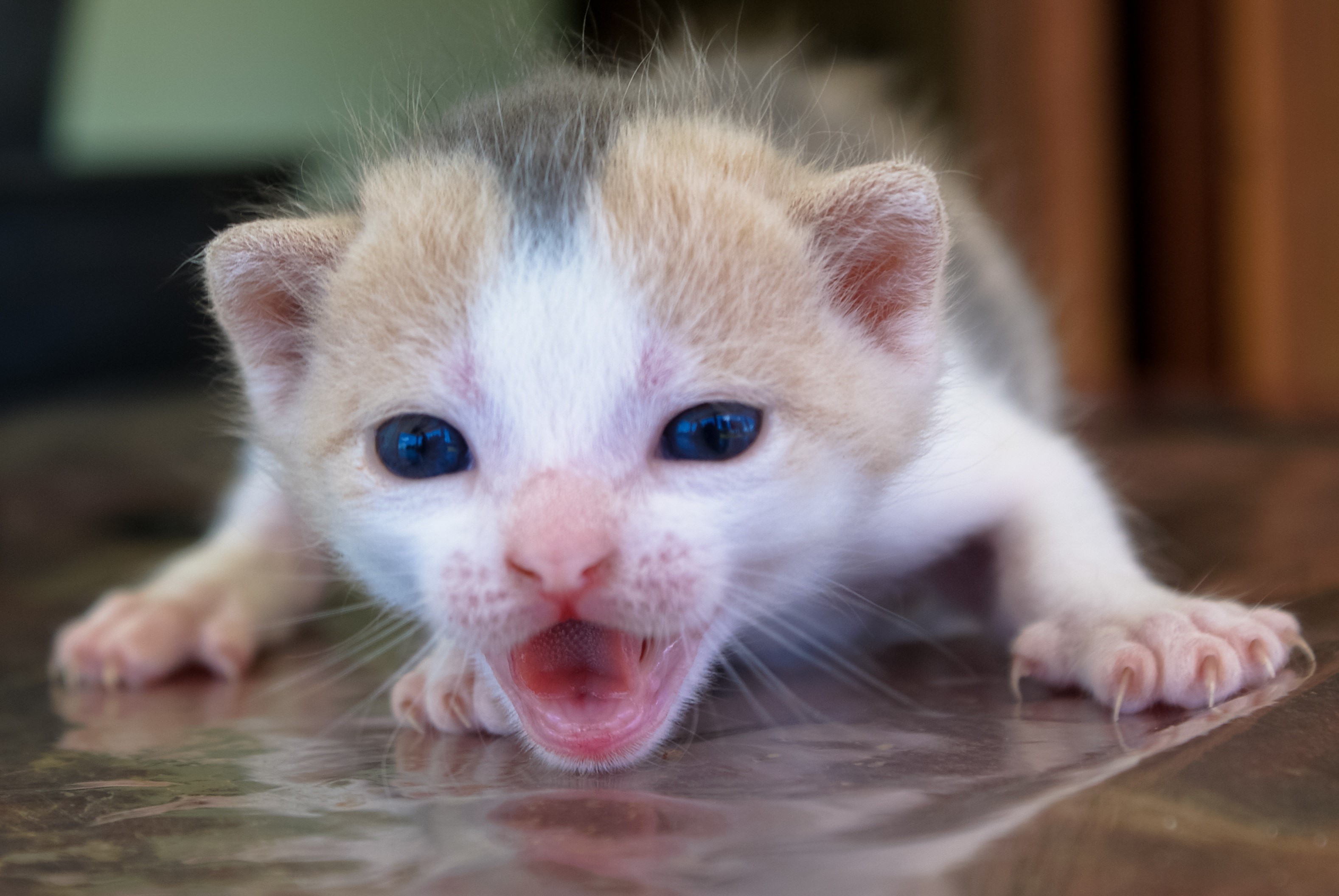 animal themes, domestic cat, no people, feline, whisker, eyes, close-up, mammal, domestic animals, sly, focus on foreground, one animal, drinking, puppy, HD Wallpaper