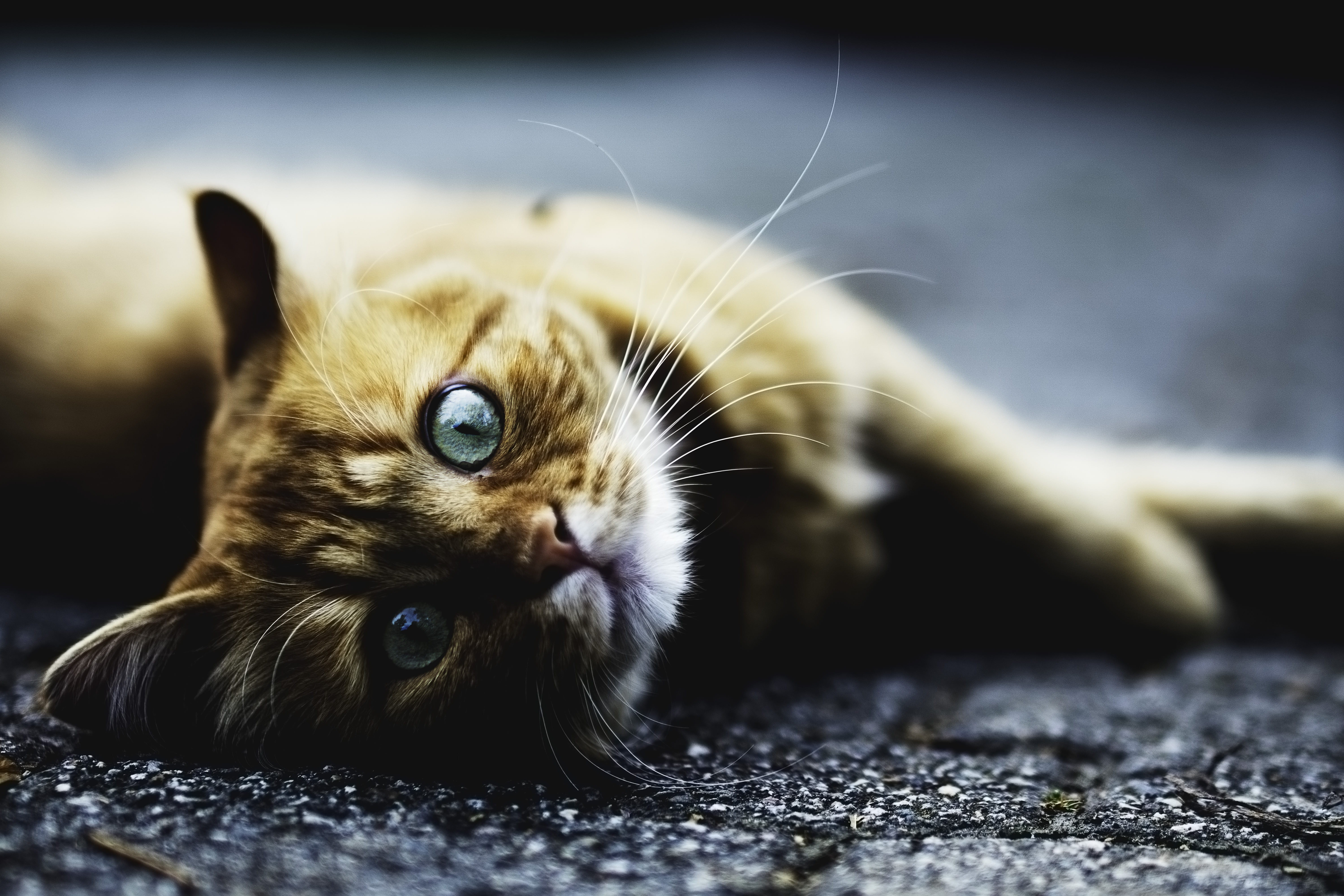 domestic, animal eye, portrait, animal, selective focus, tabby, grayscale, kitten, cat, close-up, laying, kitty, eye, claw, domestic animals, whisker, 5K, HD Wallpaper