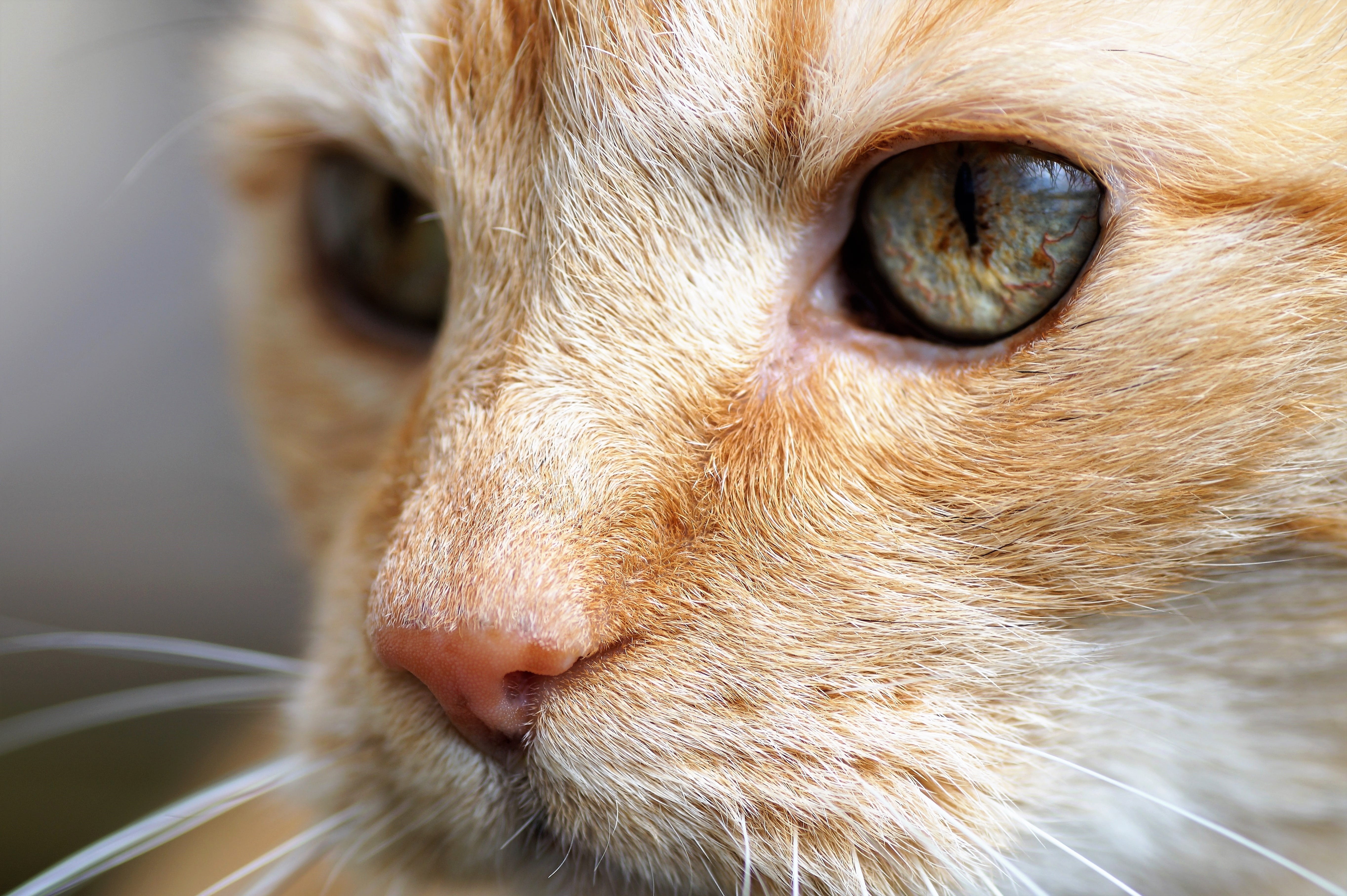 animal, animal Eye, looking, feline, View, CatS Eyes, 5K, ginger, pets, head, domestic Animals, animal nose, eye, cat, cat portrait, animal body part, HD Wallpaper