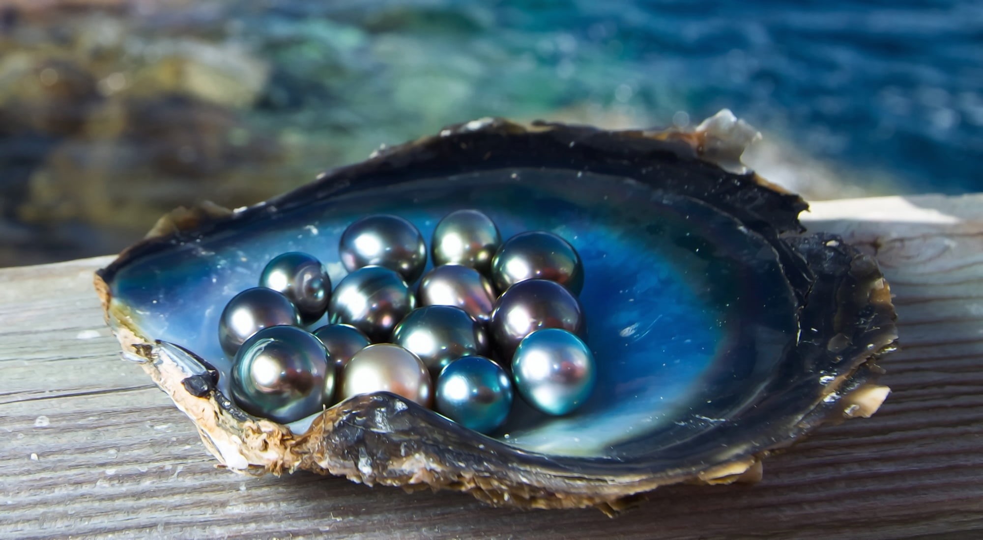 no people, outdoors, animal, animal shell, day, tahiti, seafood, black pearl, light, jewelry, 1080P, animal themes, sea, Shine, animals in the wild, close-up, HD Wallpaper