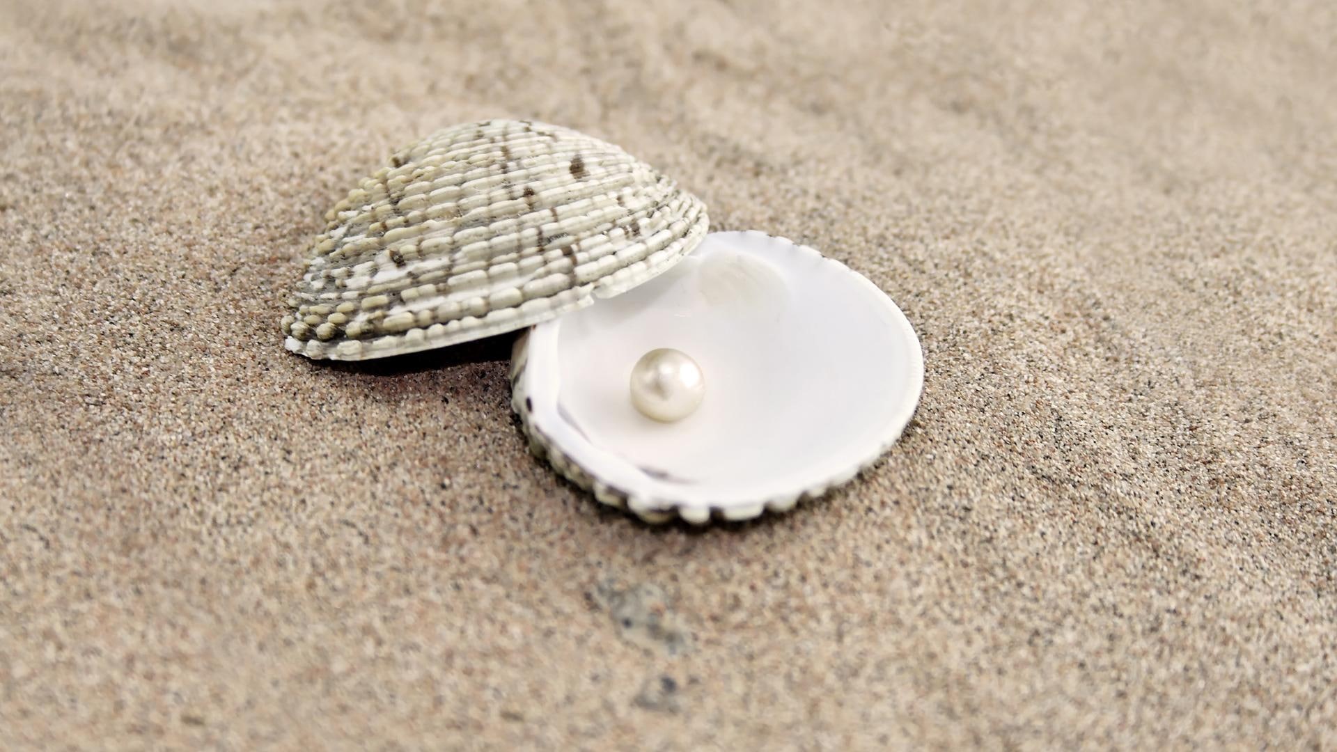 pearl, beach, summer, seashell, nature, 1080P, found, white, nature and landscapes, sand, HD Wallpaper