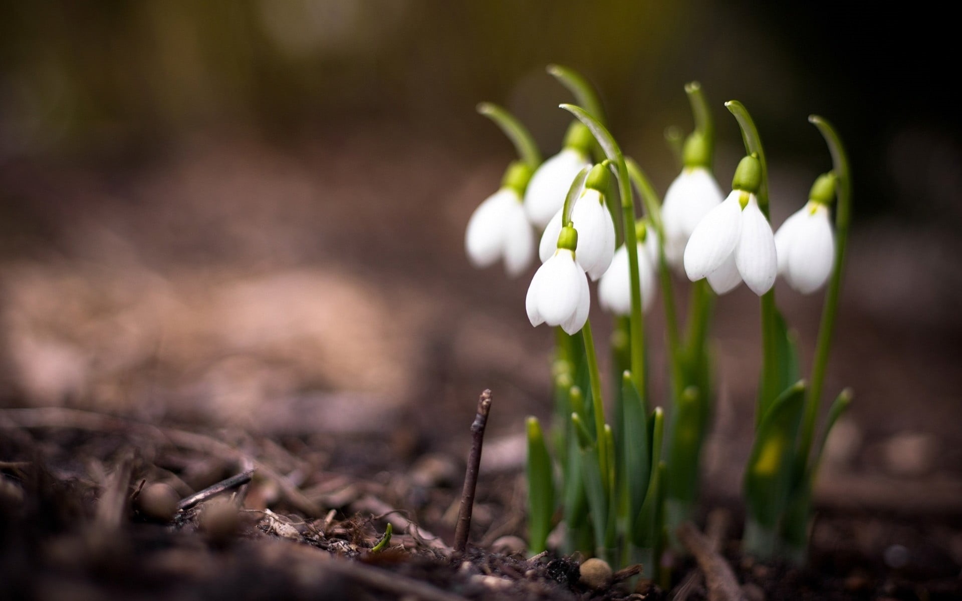 springtime, white, growth, depth of field, flowers, 1080P, no people, white flowers, snowdrops, white color, selective focus, close-up, nature, fragility, HD Wallpaper