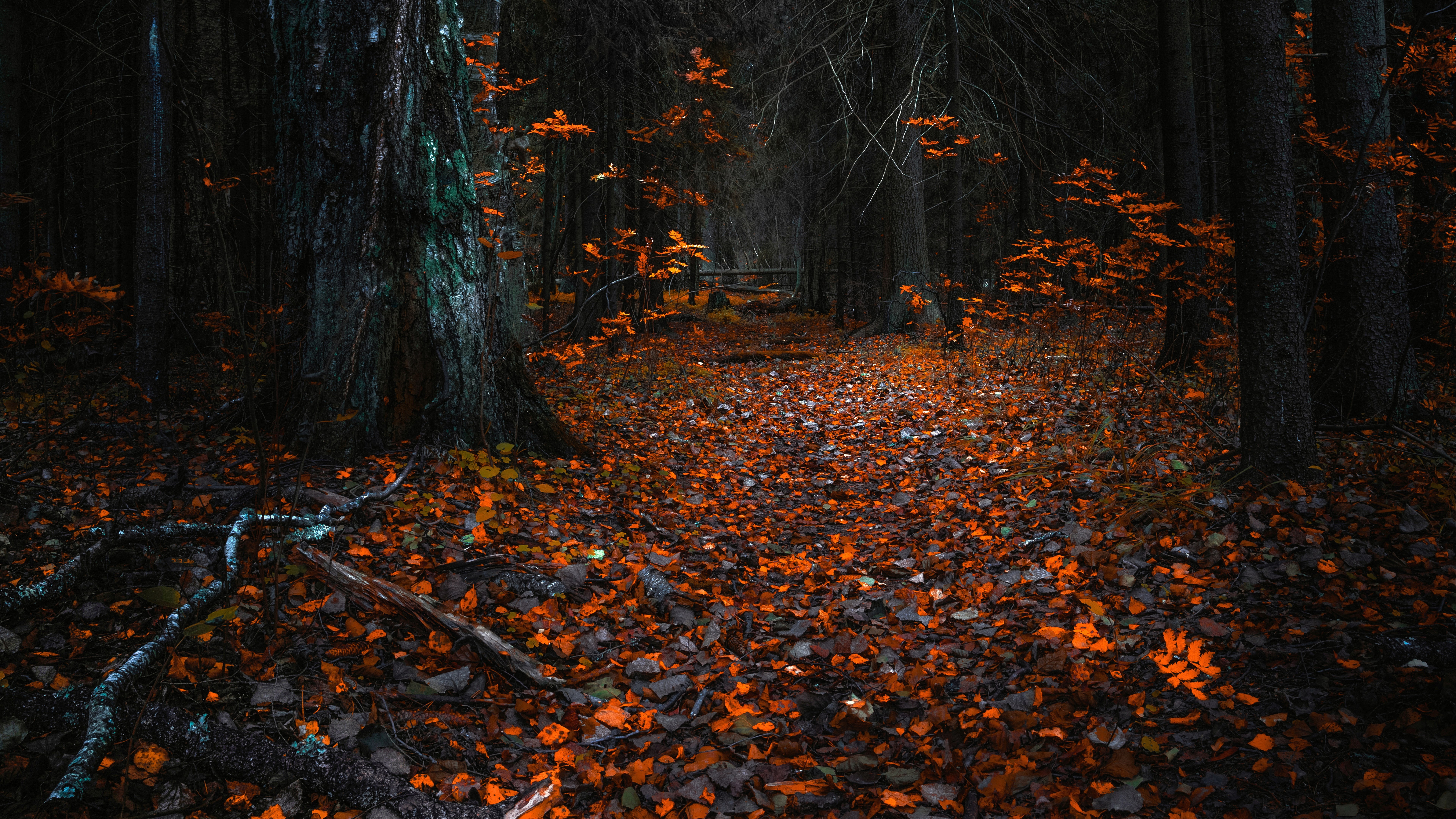8K, nature full size desktop 7680x4320, HD Wallpaper
