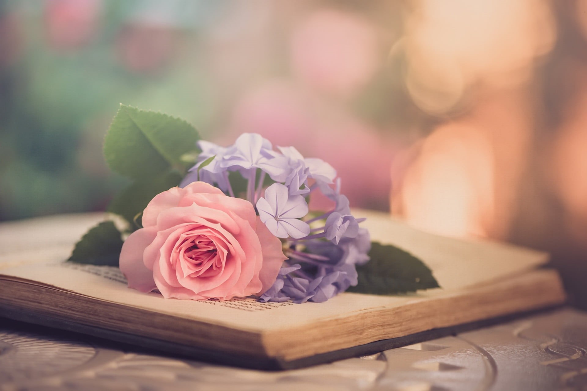 freshness, plant, flower head, flowering plant, 1080P, nature, petal, vulnerability, flowers, close-up, plant part, no people, flower, outdoors, rose, HD Wallpaper
