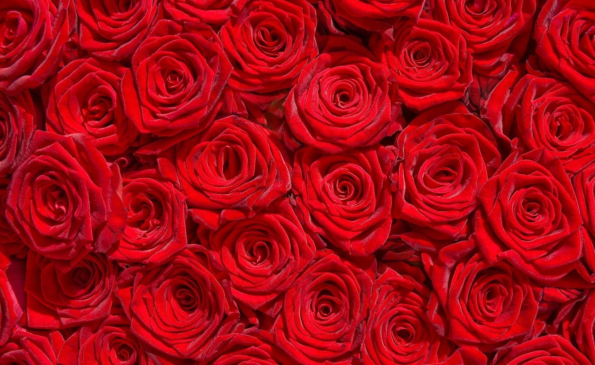 petals, amazing, red, bouquet, wonderful, 720P, red-roses, roses, million, bed, HD Wallpaper