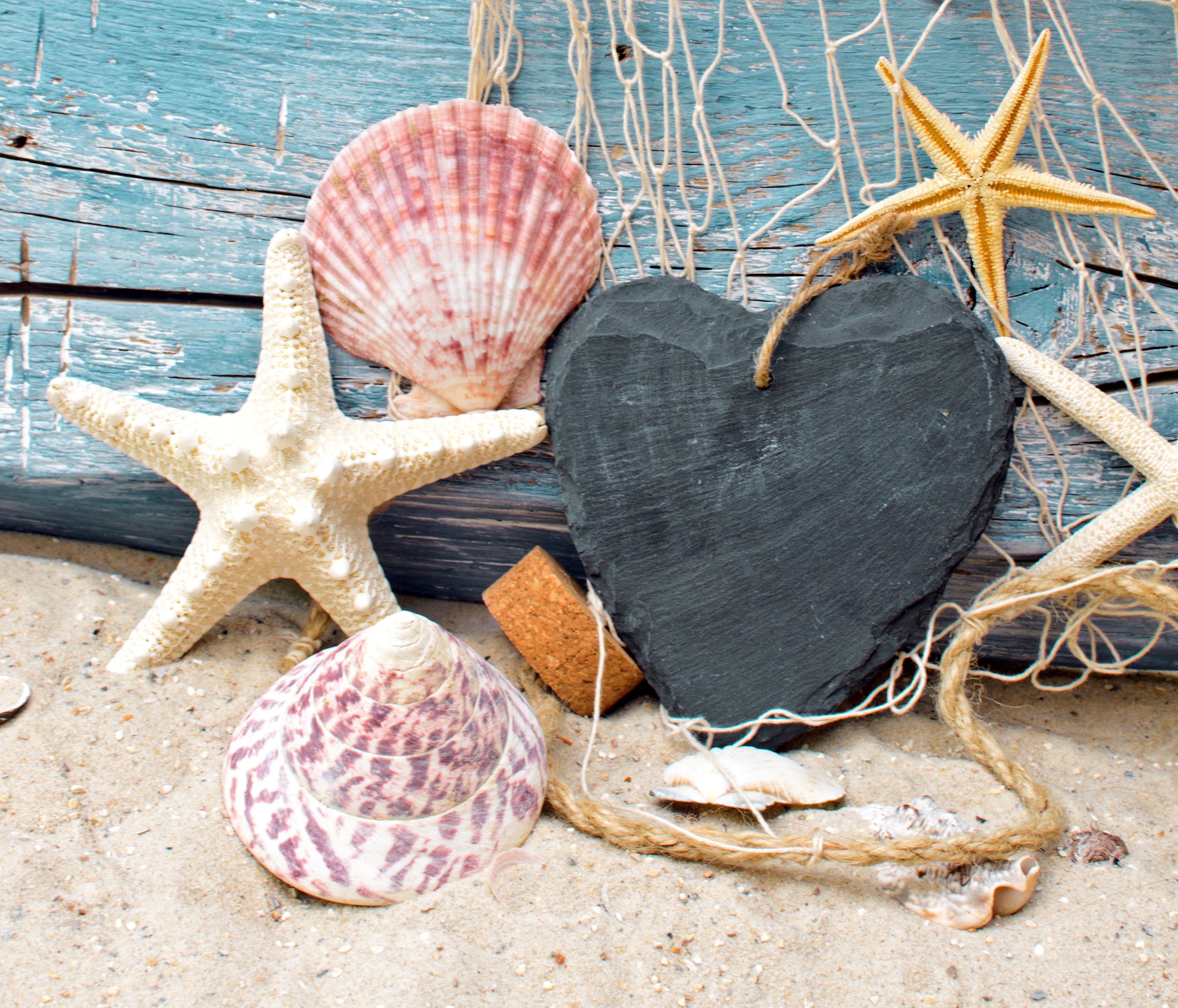 seashell, tree, art and craft, stones, no people, outdoors, seashells, several, nature, day, close-up, shell, wood, 4K, sea life, marine, animal shell, HD Wallpaper