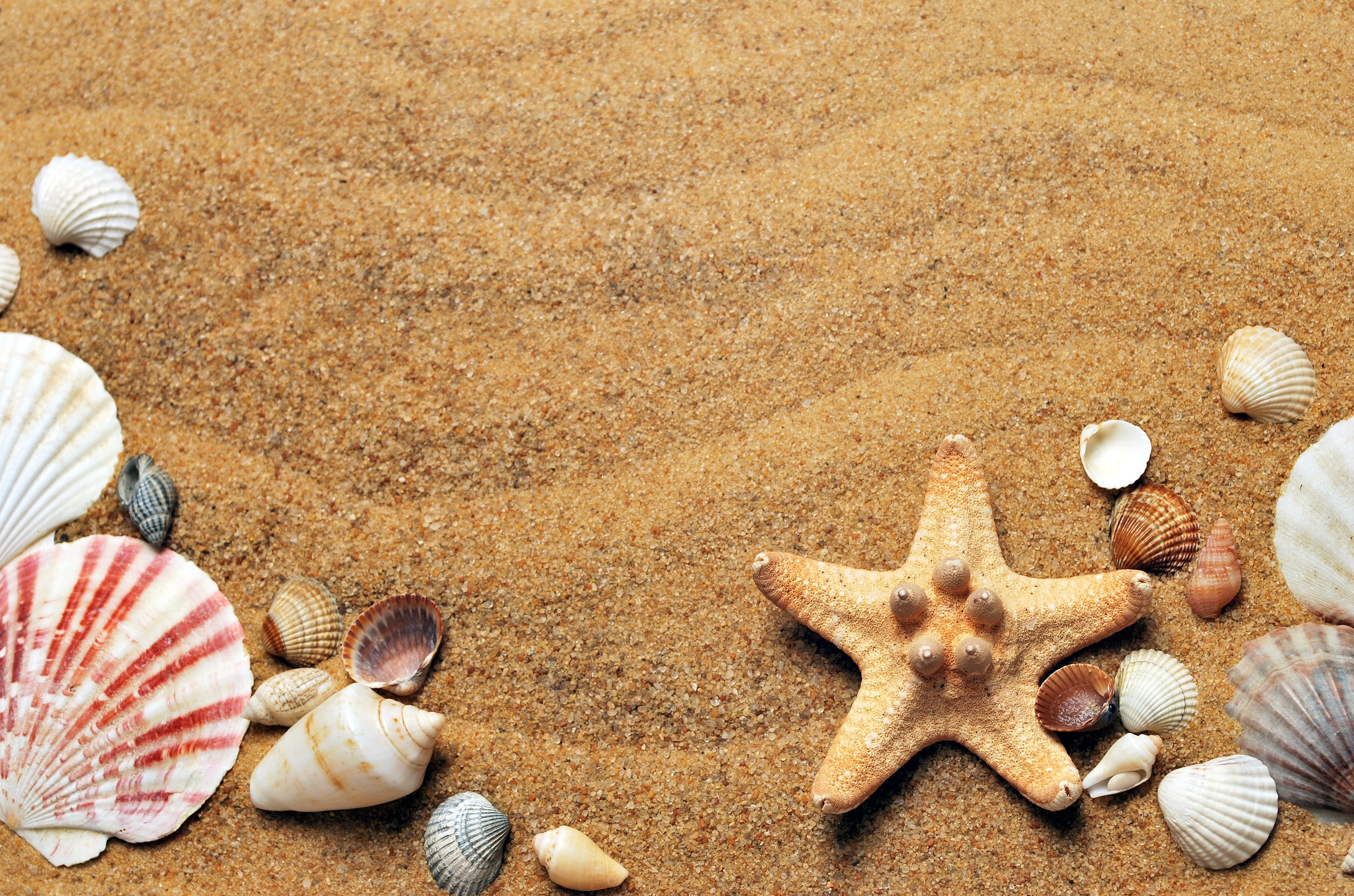 white, lifestyle, holiday, assorted, sun, outdoors, animal shell, summer, life, figurines, animals in the wild, 4K, spa, shell, land, coast, beach, seashells, HD Wallpaper