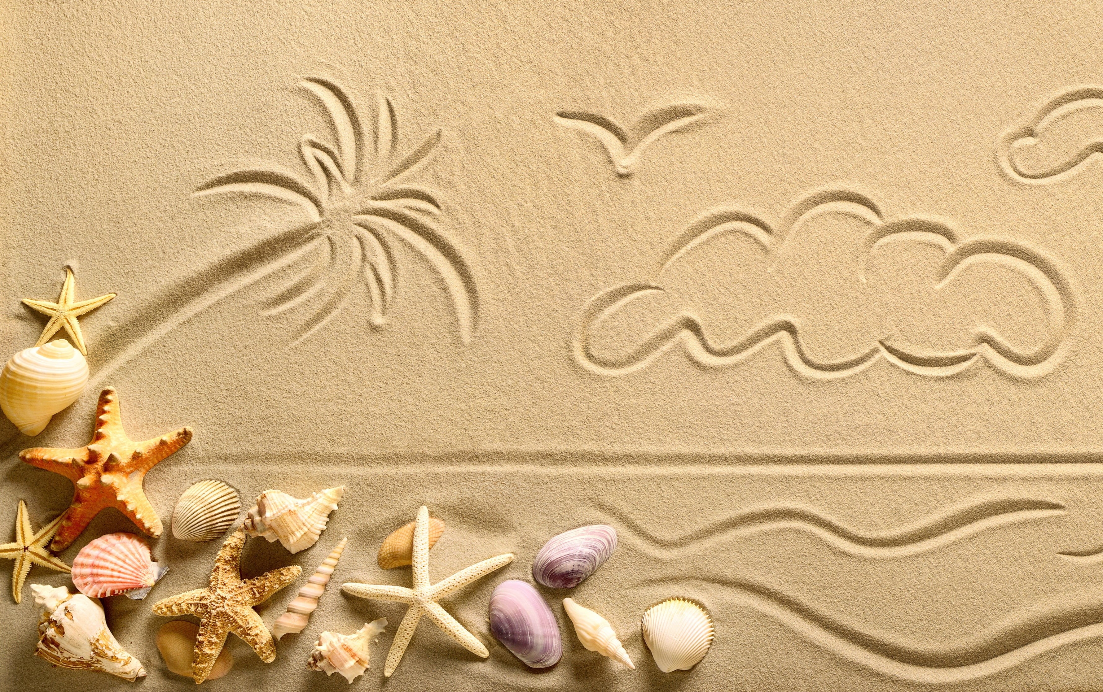 shell, 2K, star, sand, starfish, seashells, HD Wallpaper