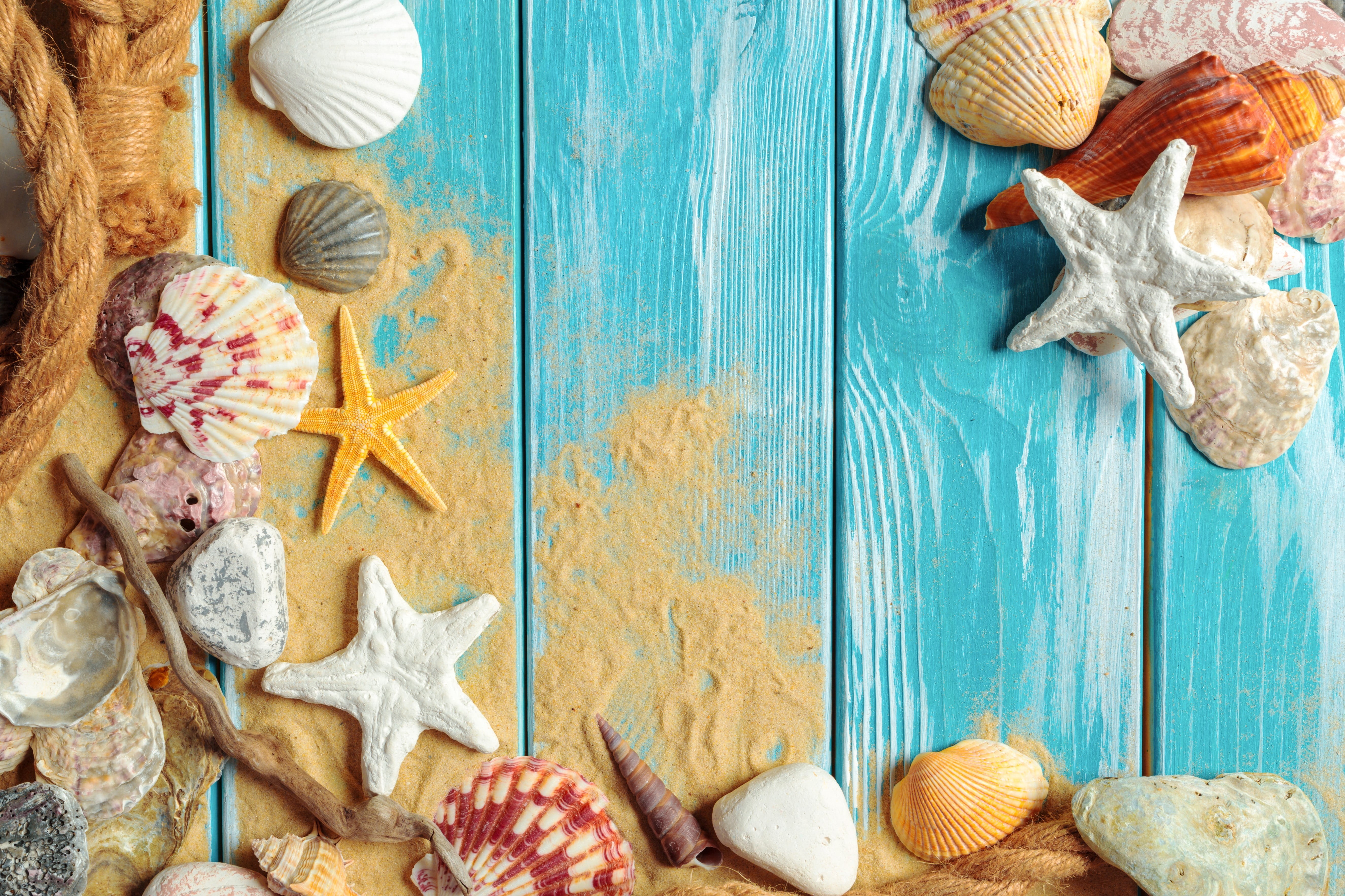 starfish, seashells, 5K, shell, still life, beach, marine, sand, wood, HD Wallpaper